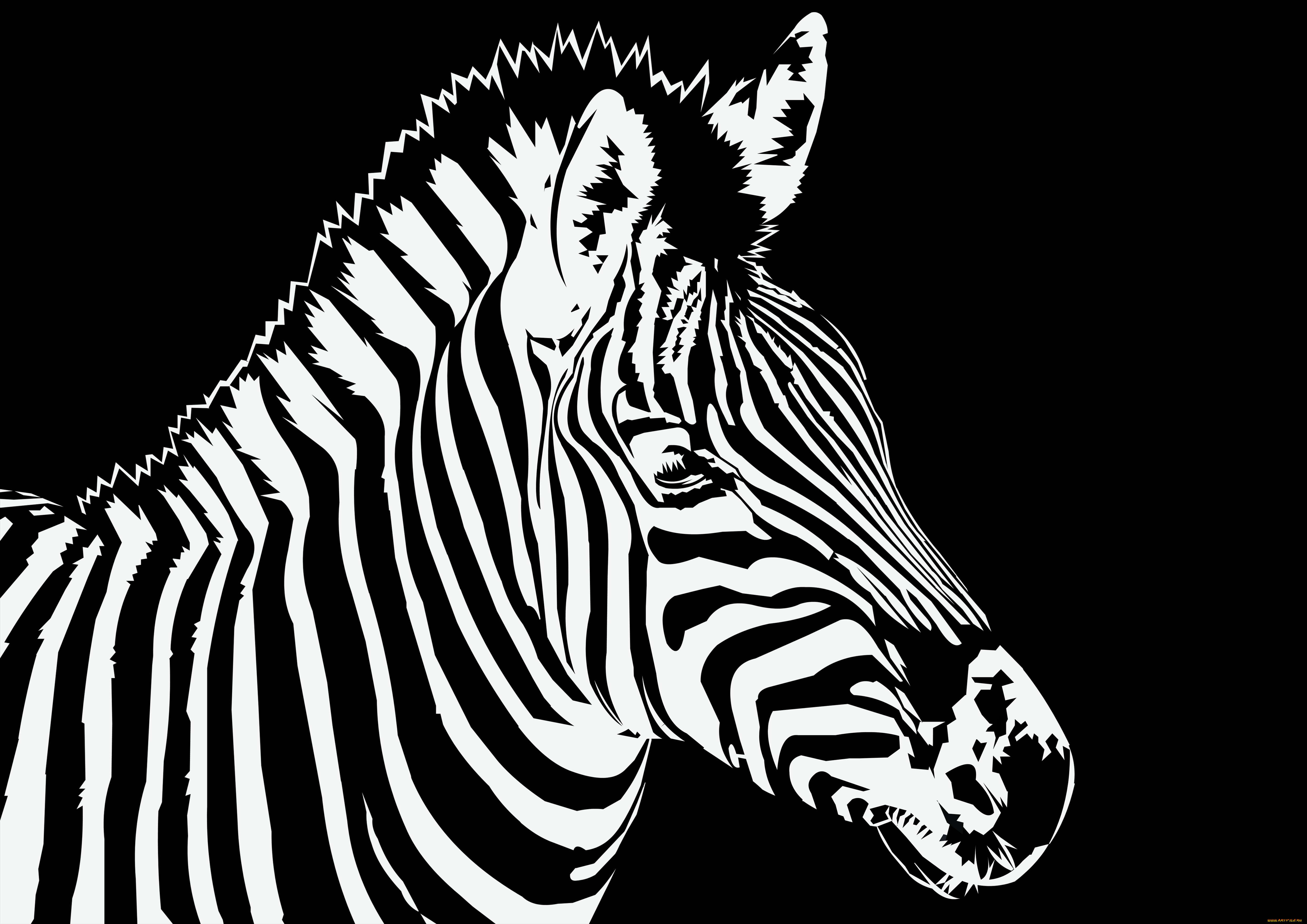 векторная, графика, животные, , animals, зебра