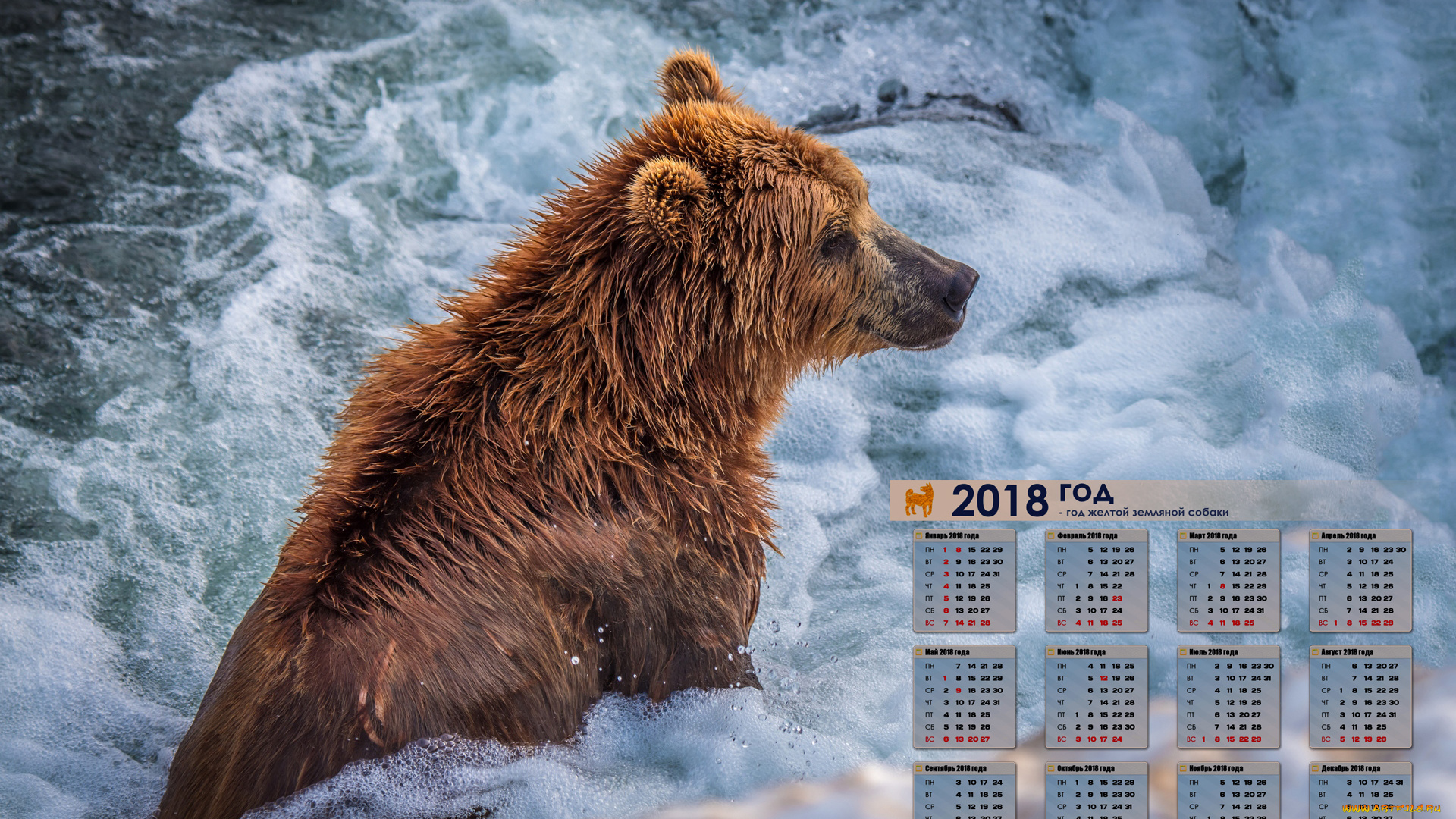 календари, животные, водоем, медведь, 2018
