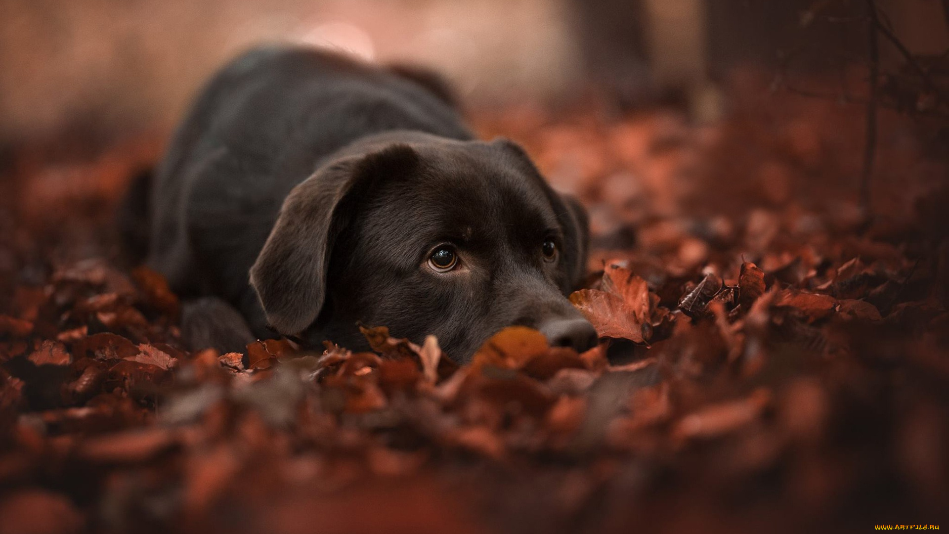 животные, собаки, листья, осень, морда, листва, боке, собака