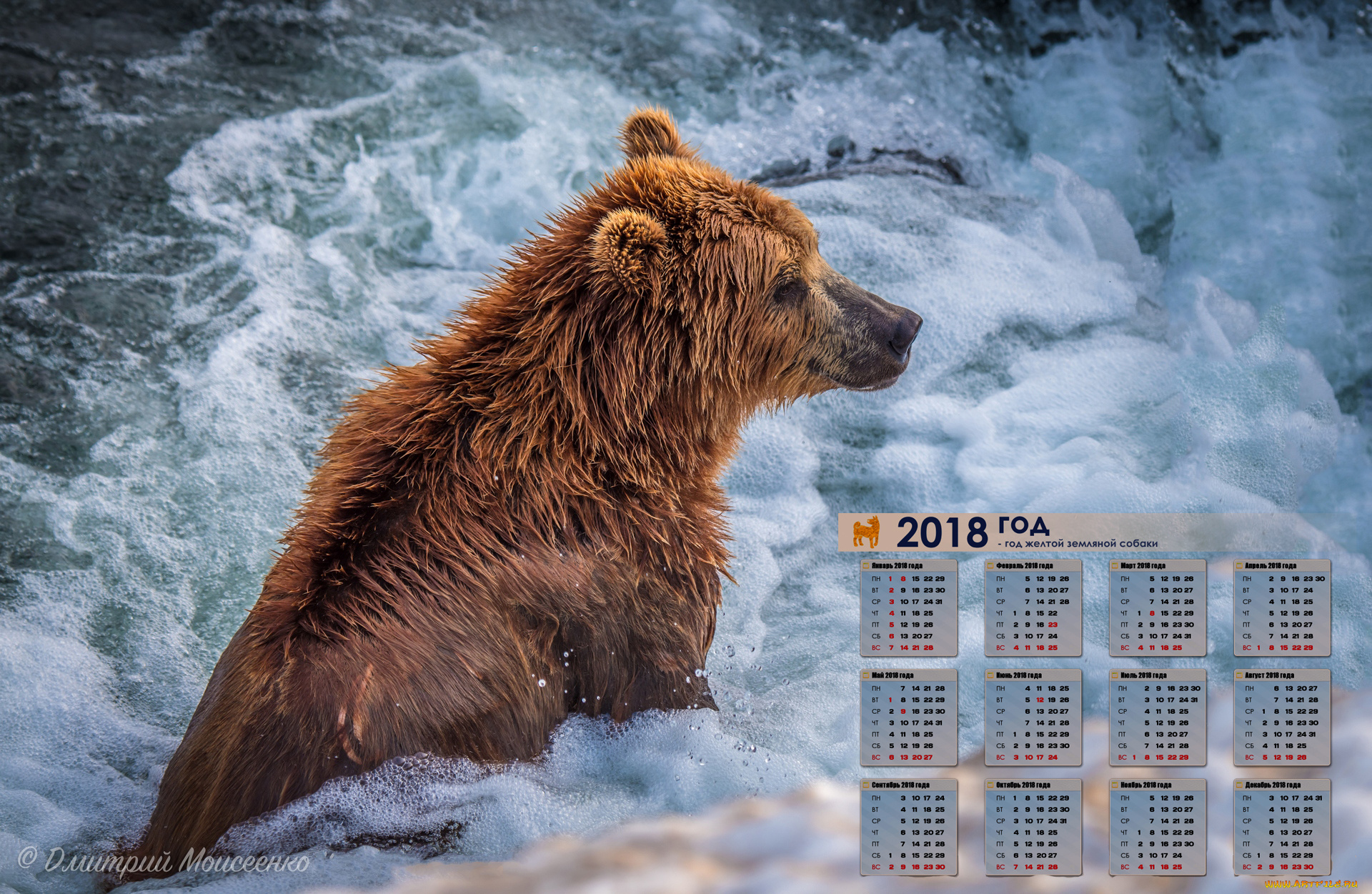 календари, животные, водоем, медведь, 2018