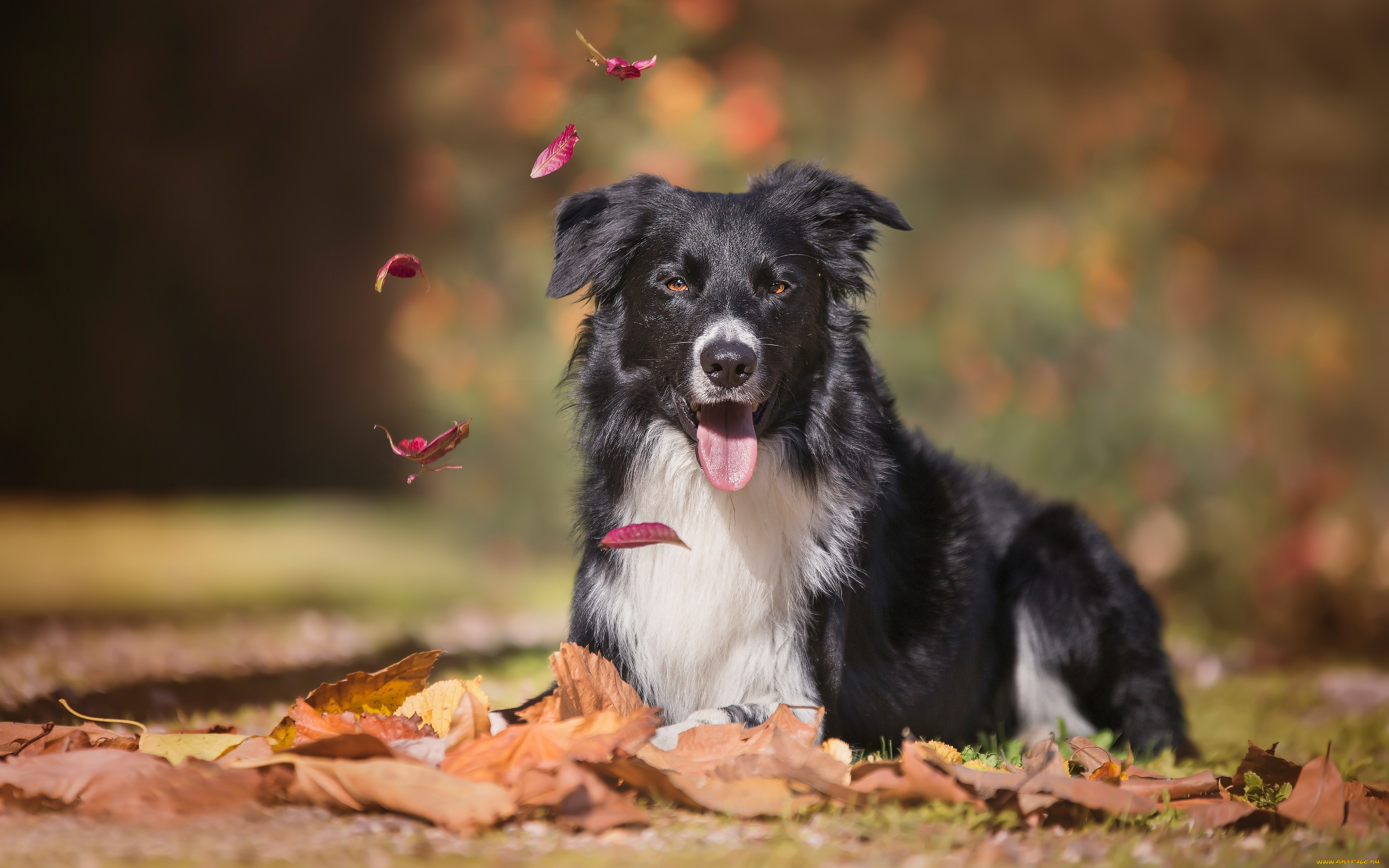 животные, собаки, собака, взгляд, боке, бордер-колли, язык, осень, листья