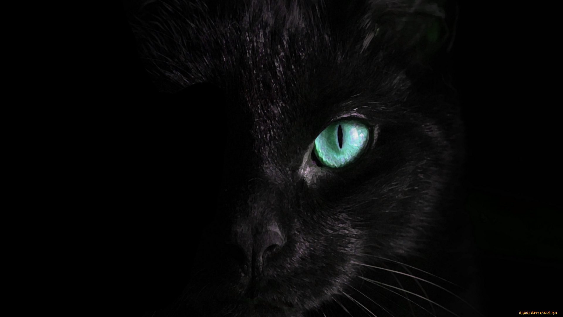 черный, кот, животные, коты, кот, животное, фауна, взгляд, цвет, глазам