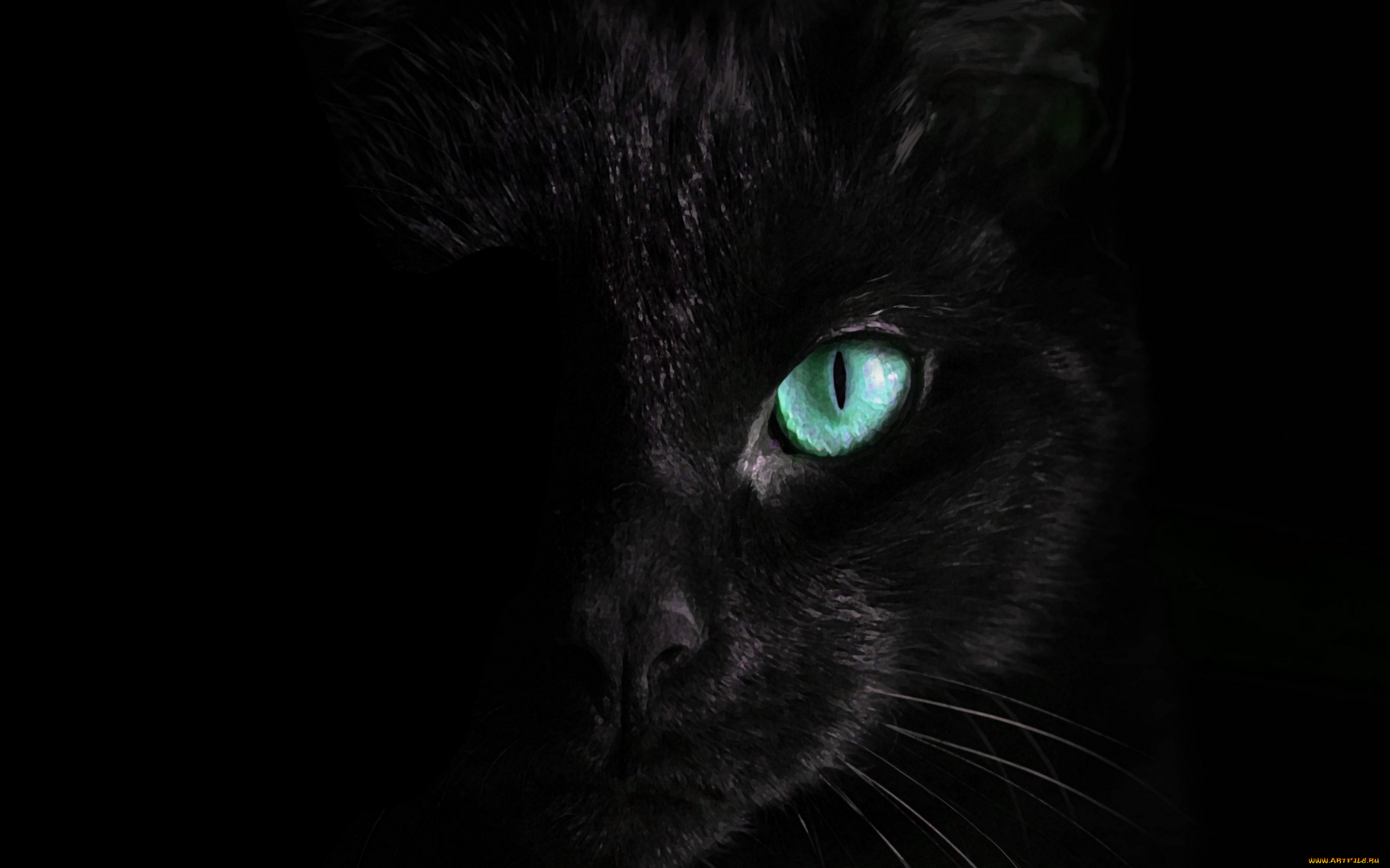 черный, кот, животные, коты, кот, животное, фауна, взгляд, цвет, глазам