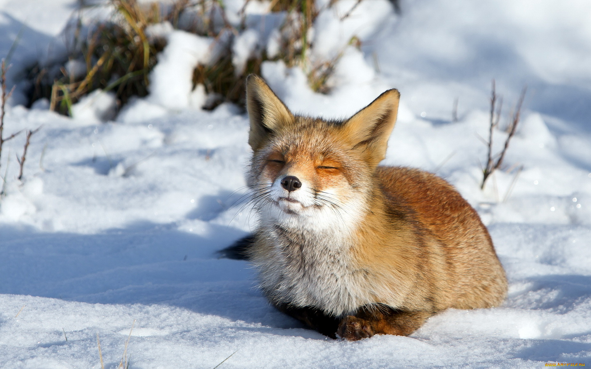 животные, лисы, снег, зима