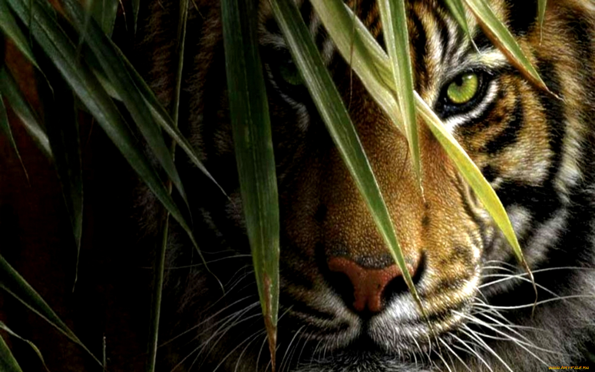 рисованное, животные, , тигры, тигр, зверь, хищник, взгляд, листья