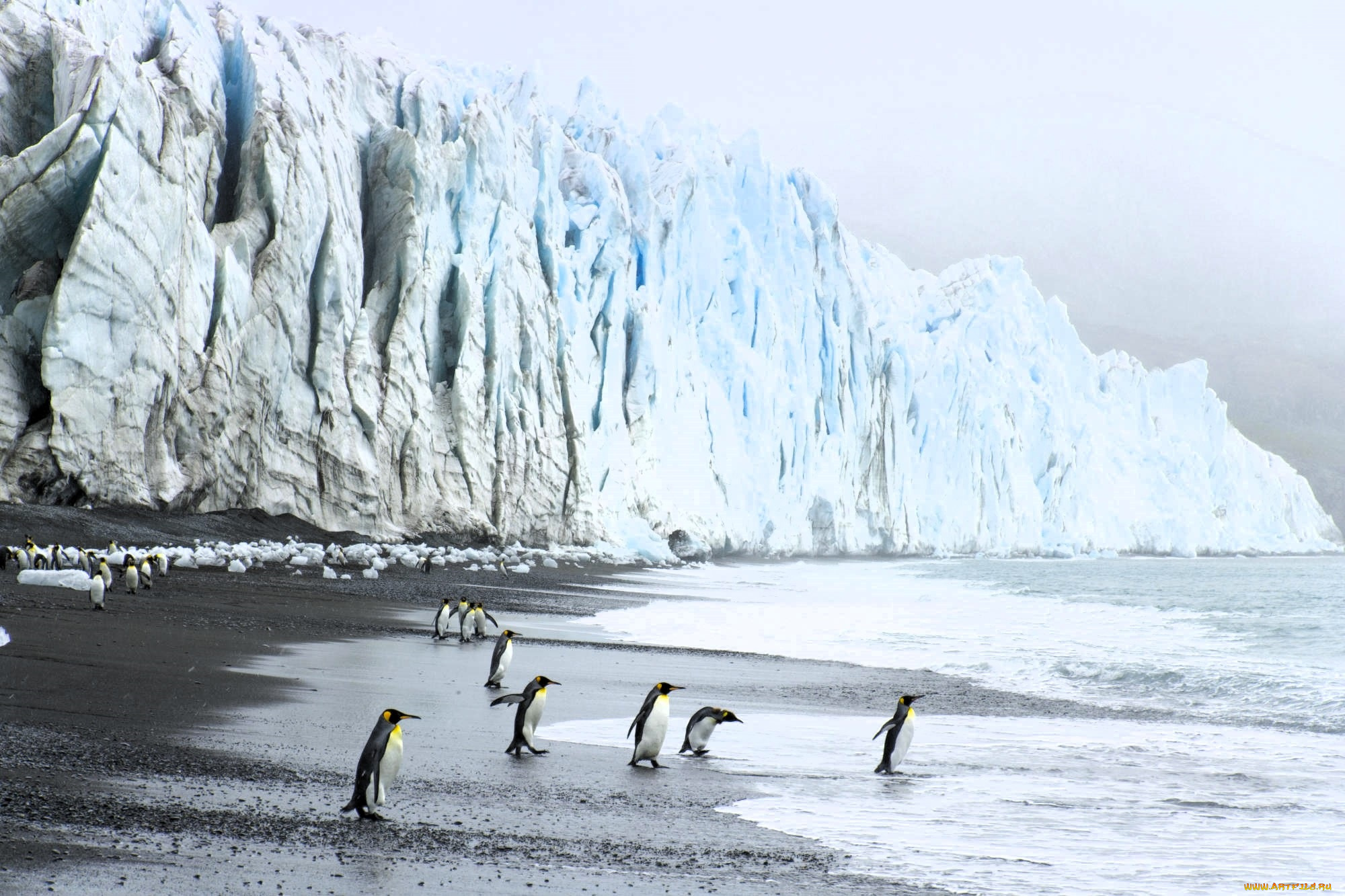 животные, пингвины, берег, море, лед, скала, ледник