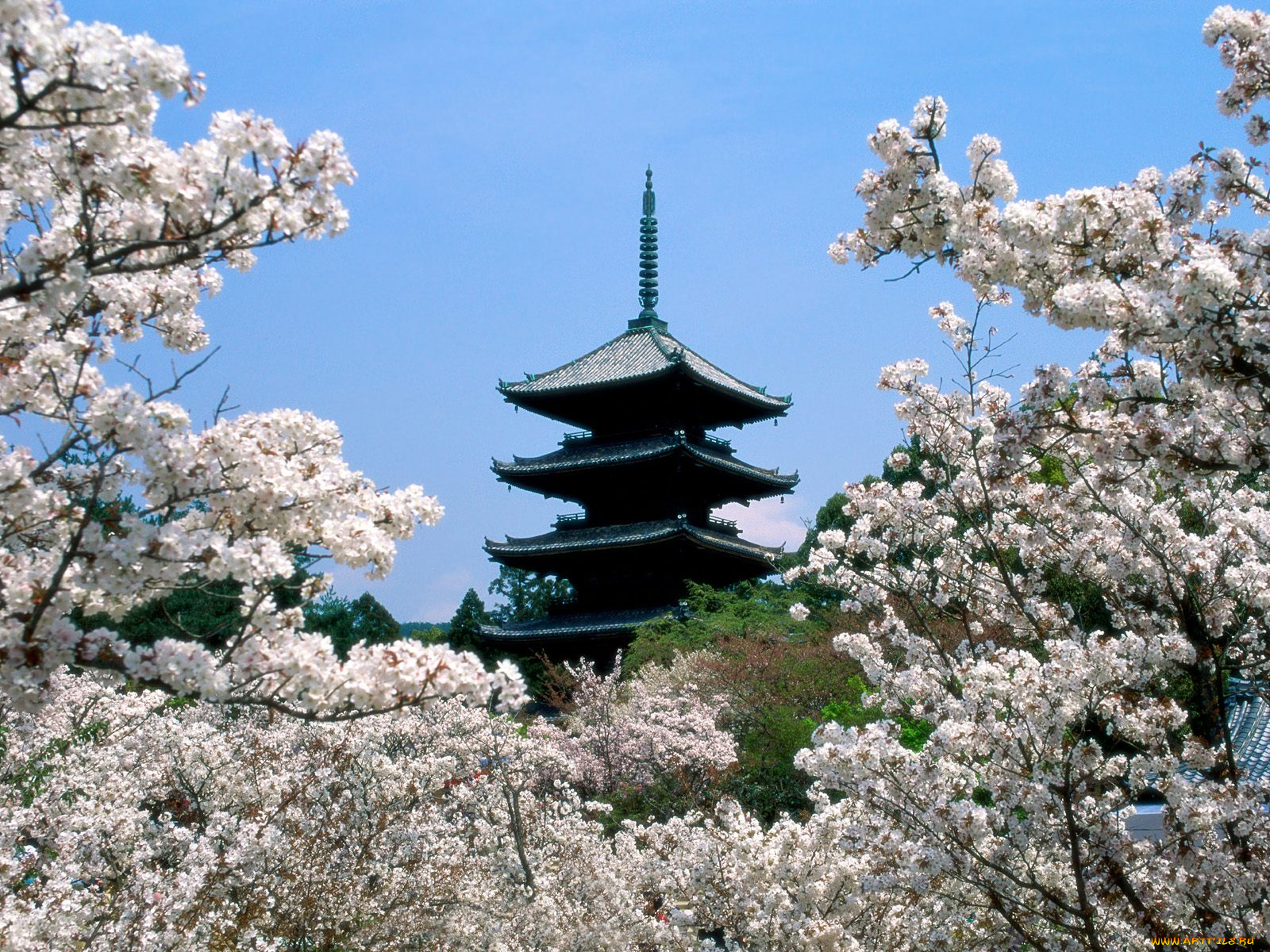 cherry, blossoms, ninna, ji, temple, grounds, kyoto, japan, города, буддистские, другие, храмы