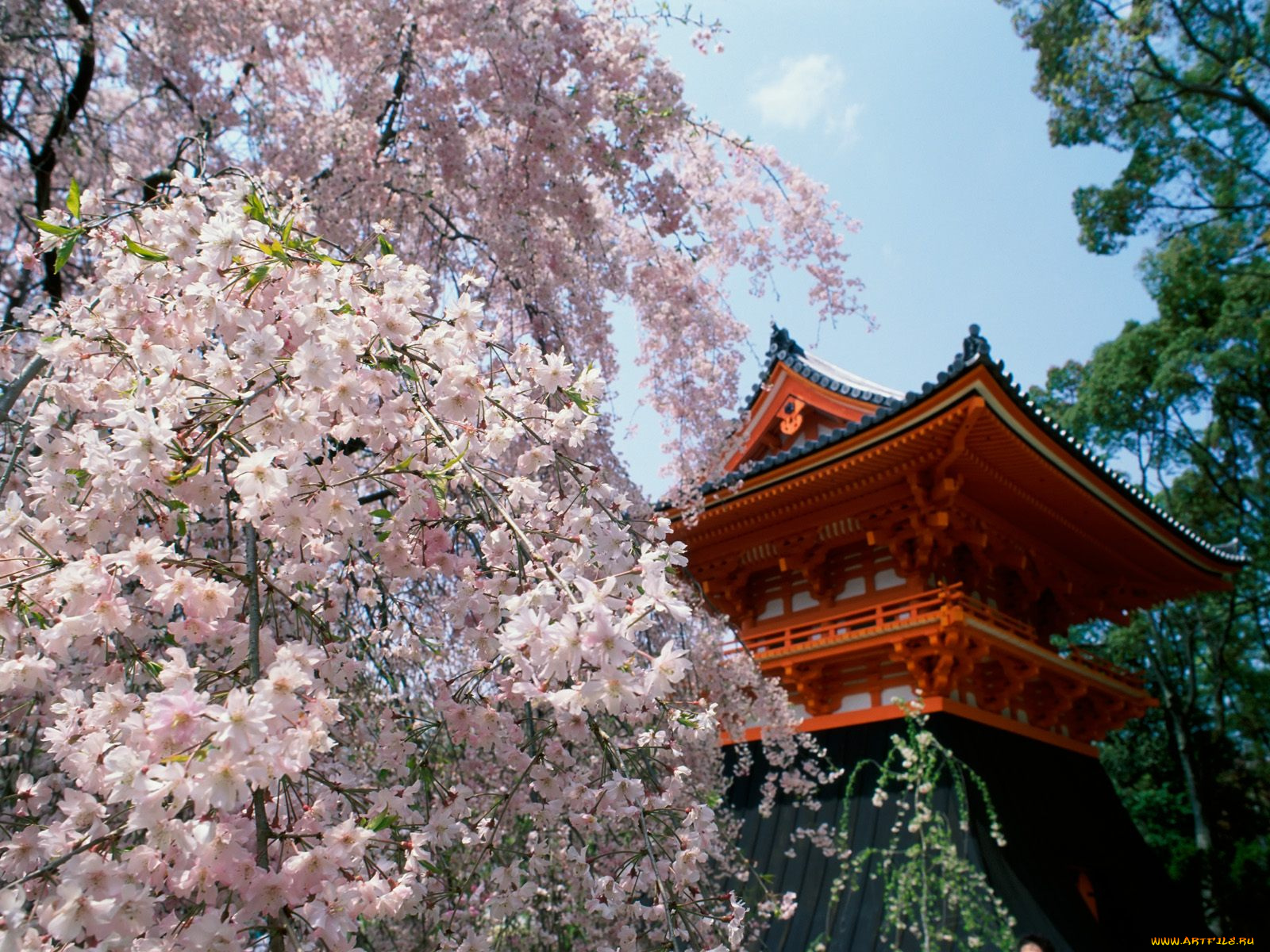 herry, blossoms, ninnaji, temple, kyoto, japan, города, буддистские, другие, храмы