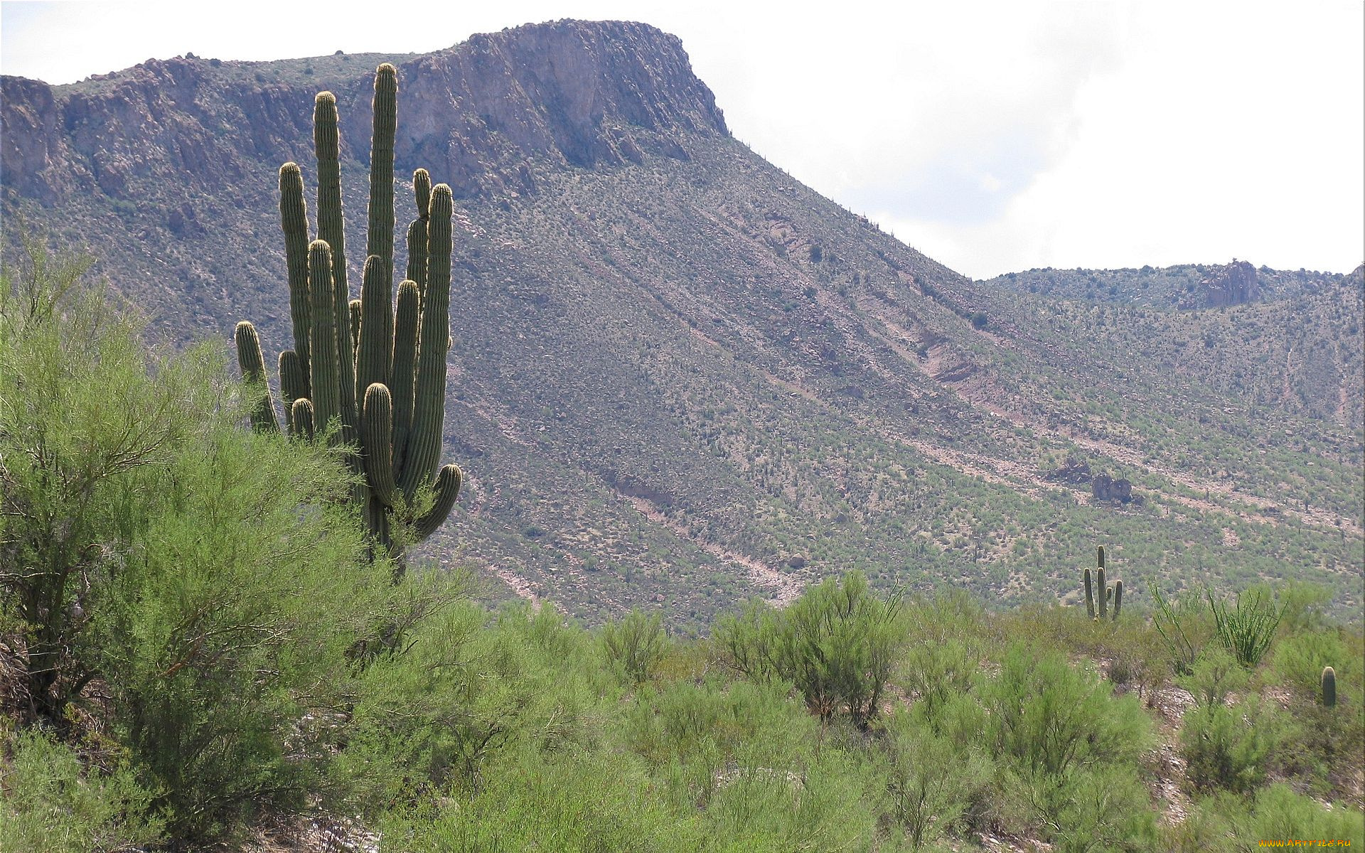 saguaro, cactus, arizona, природа, горы