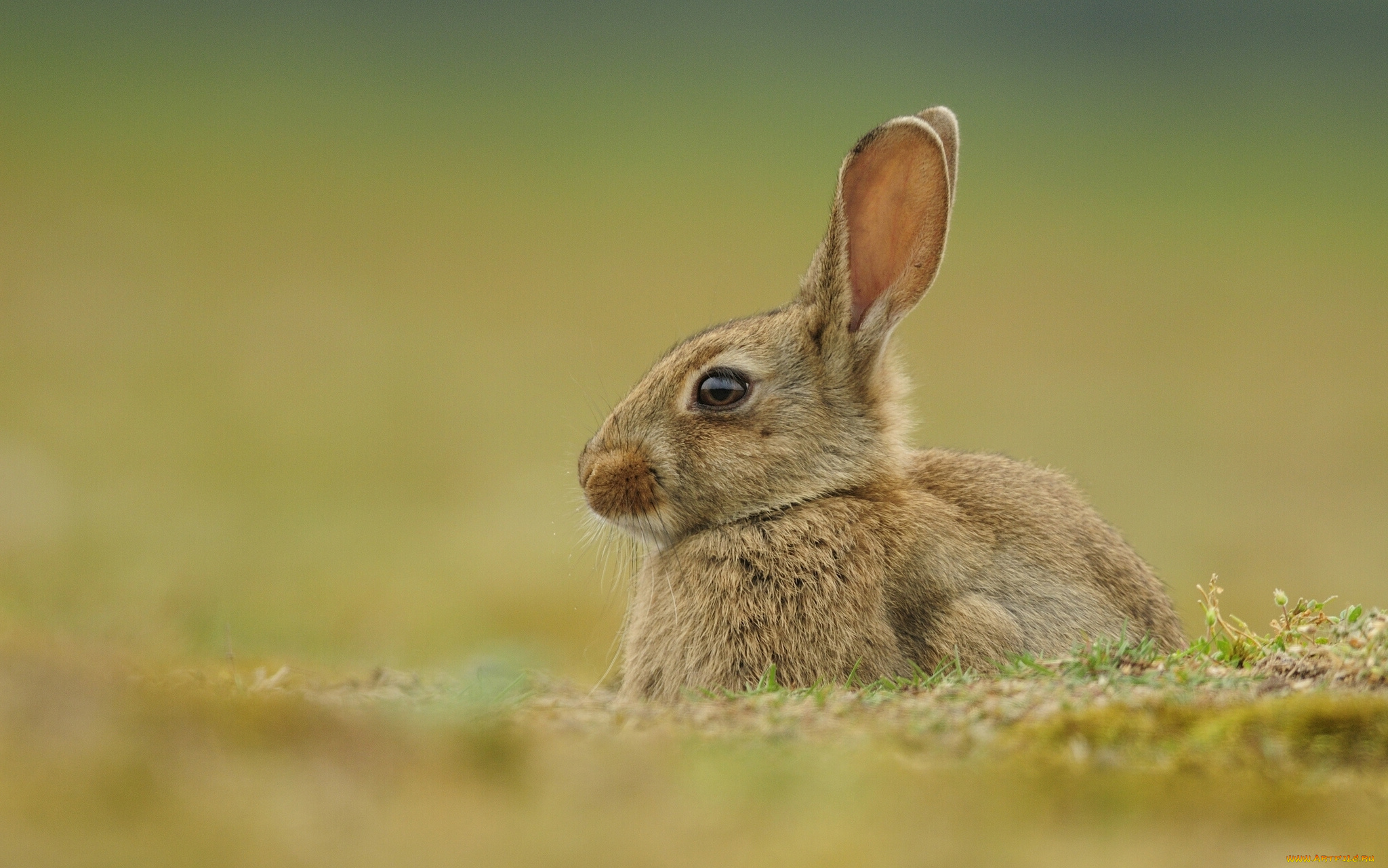 животные, кролики, , зайцы, боке, уши, кролик