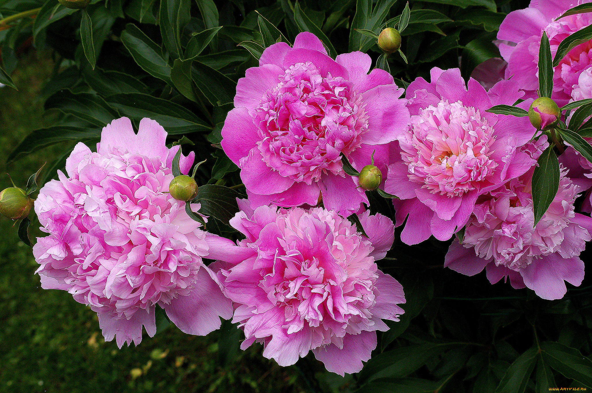 цветы, пионы, розовые, бутончики