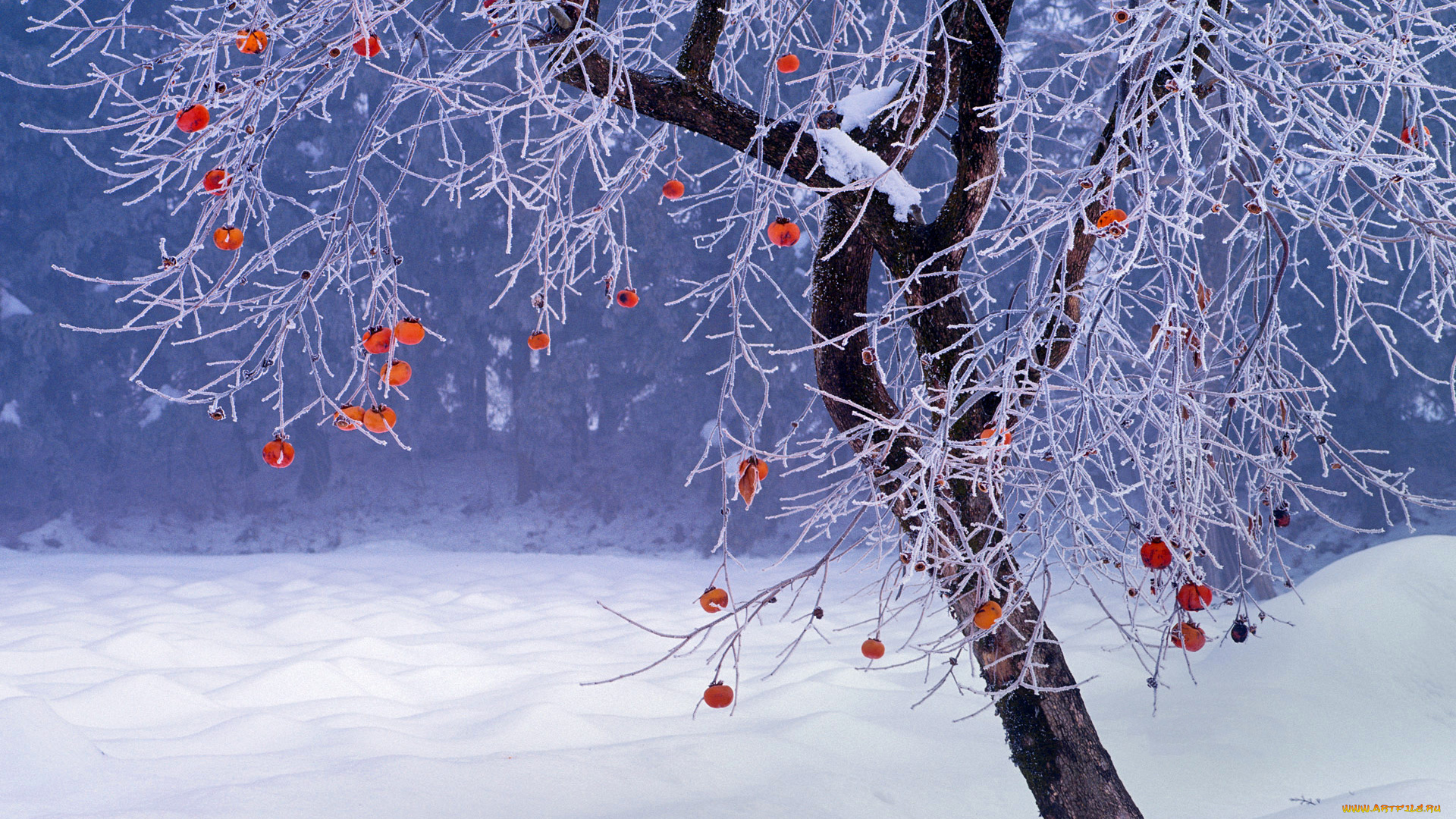 природа, зима, снег, фукусима, дерево, Япония, хурма, плоды