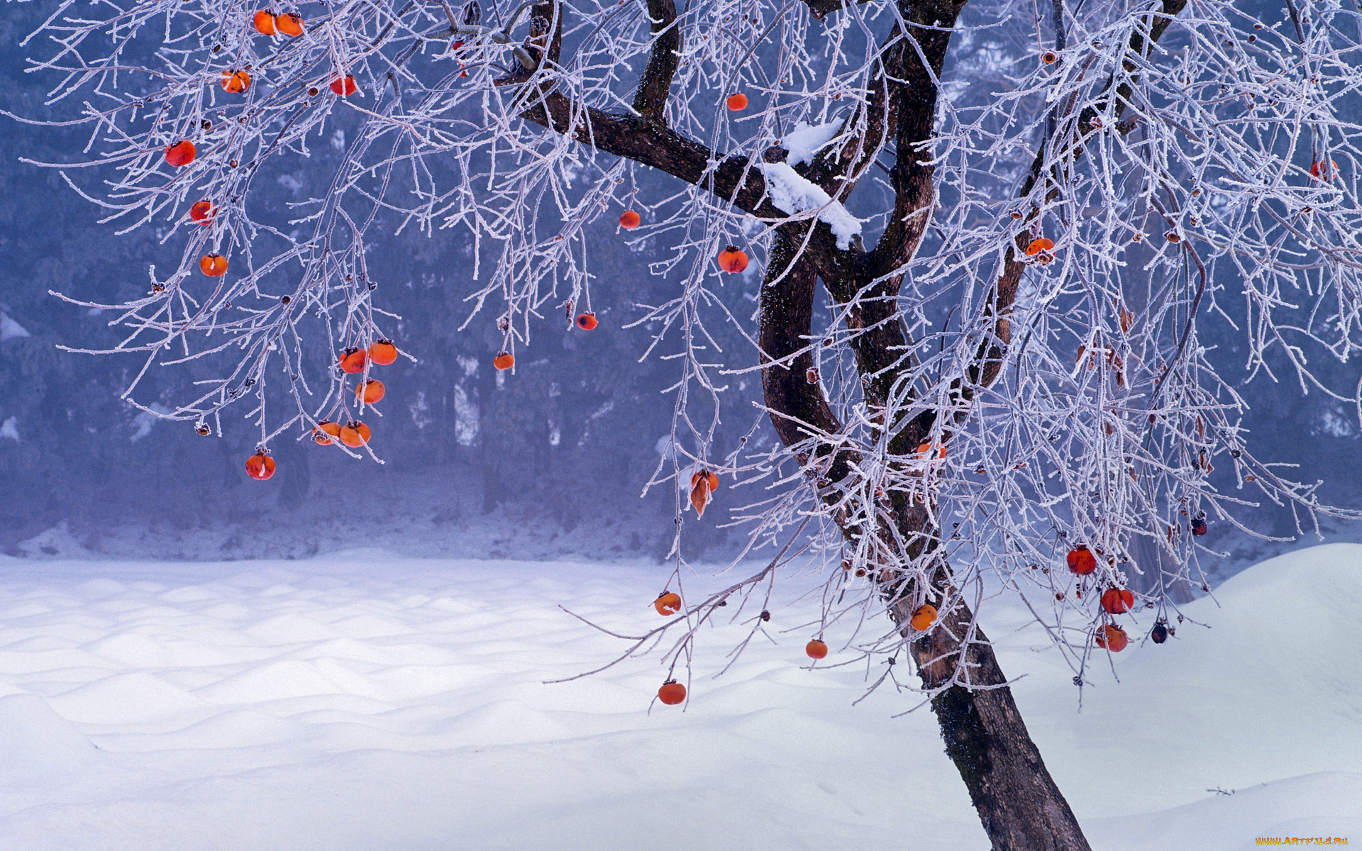 природа, зима, снег, фукусима, дерево, Япония, хурма, плоды