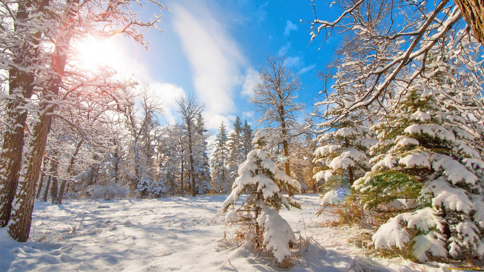 природа, зима, ель, лес, деревья, снег
