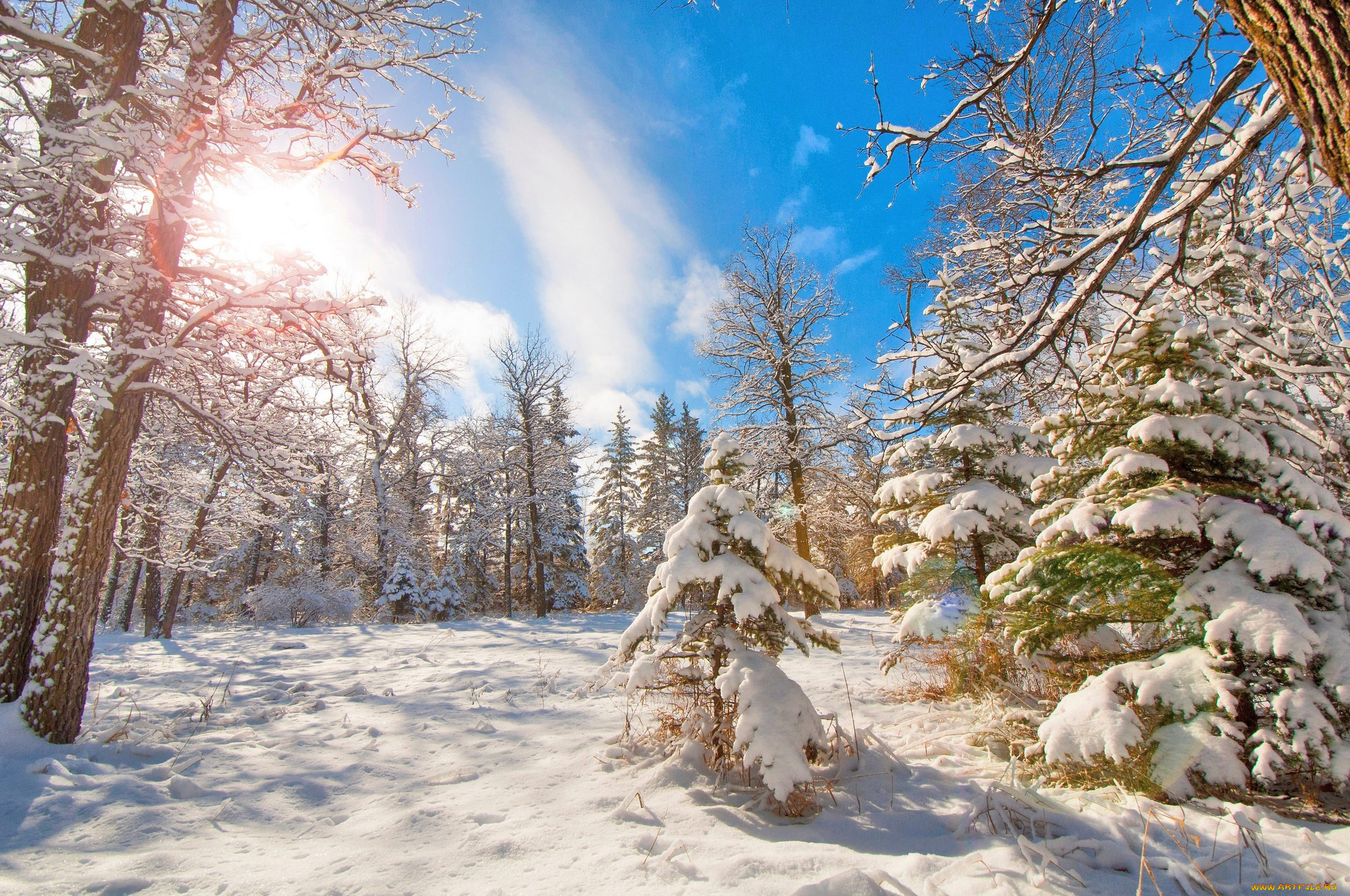 природа, зима, ель, лес, деревья, снег