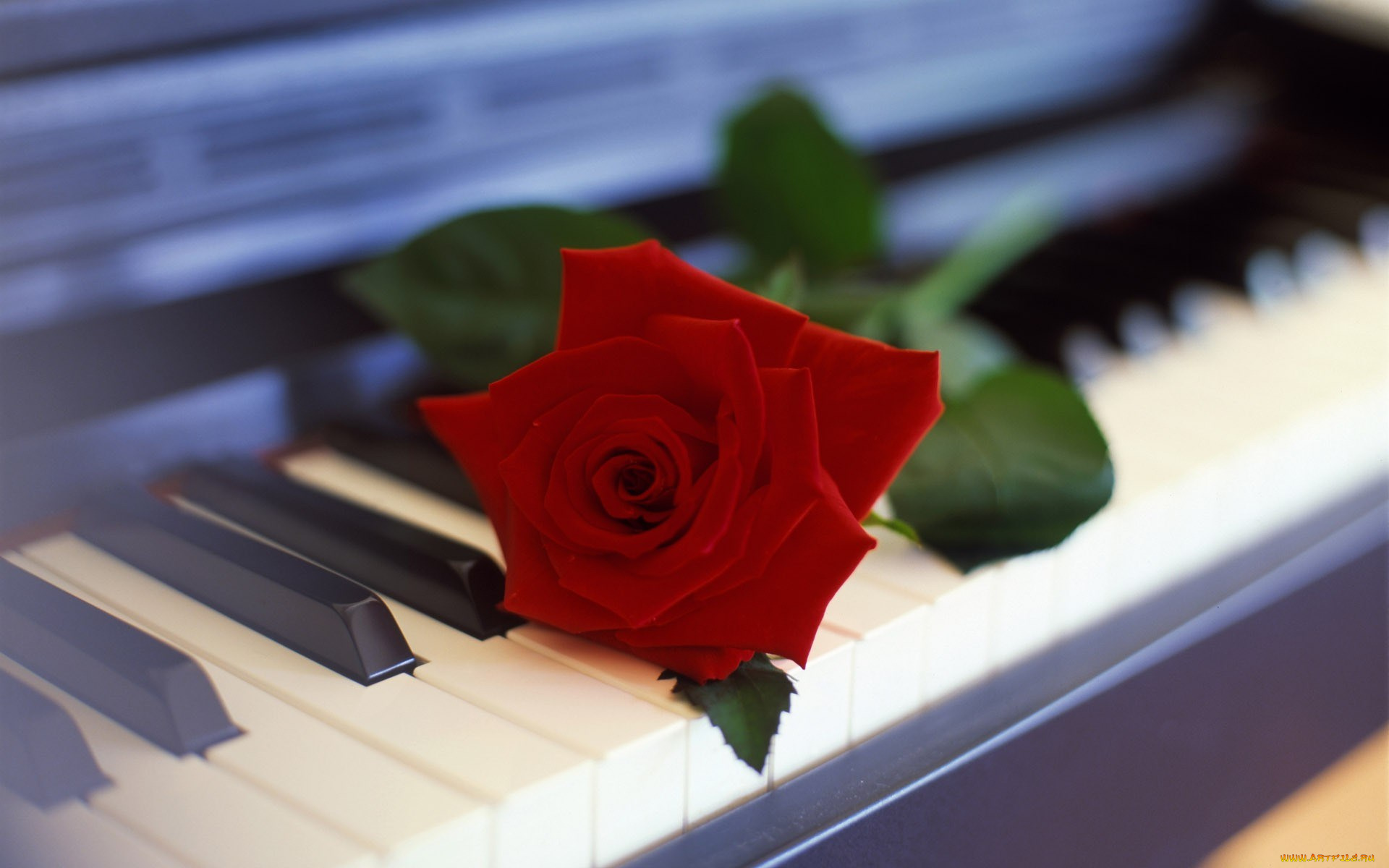 музыка, -музыкальные, инструменты, клавиши, пианино, цветок
