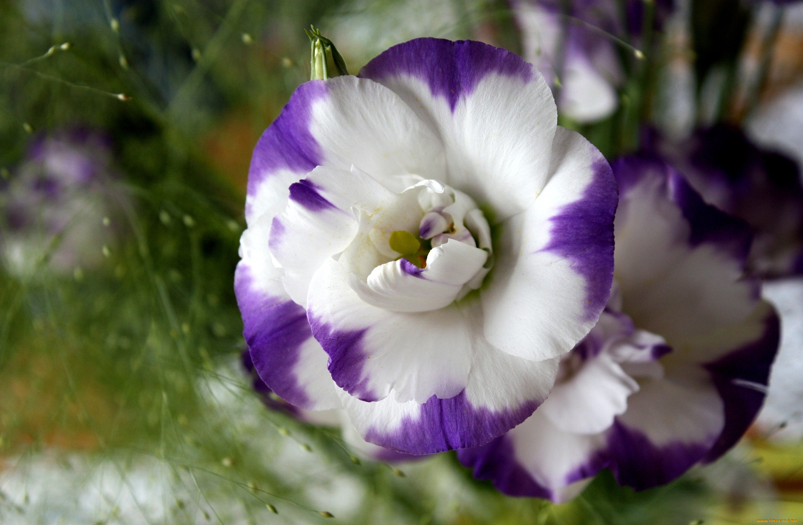 цветы, эустома, бело-фиолетовый, круглый