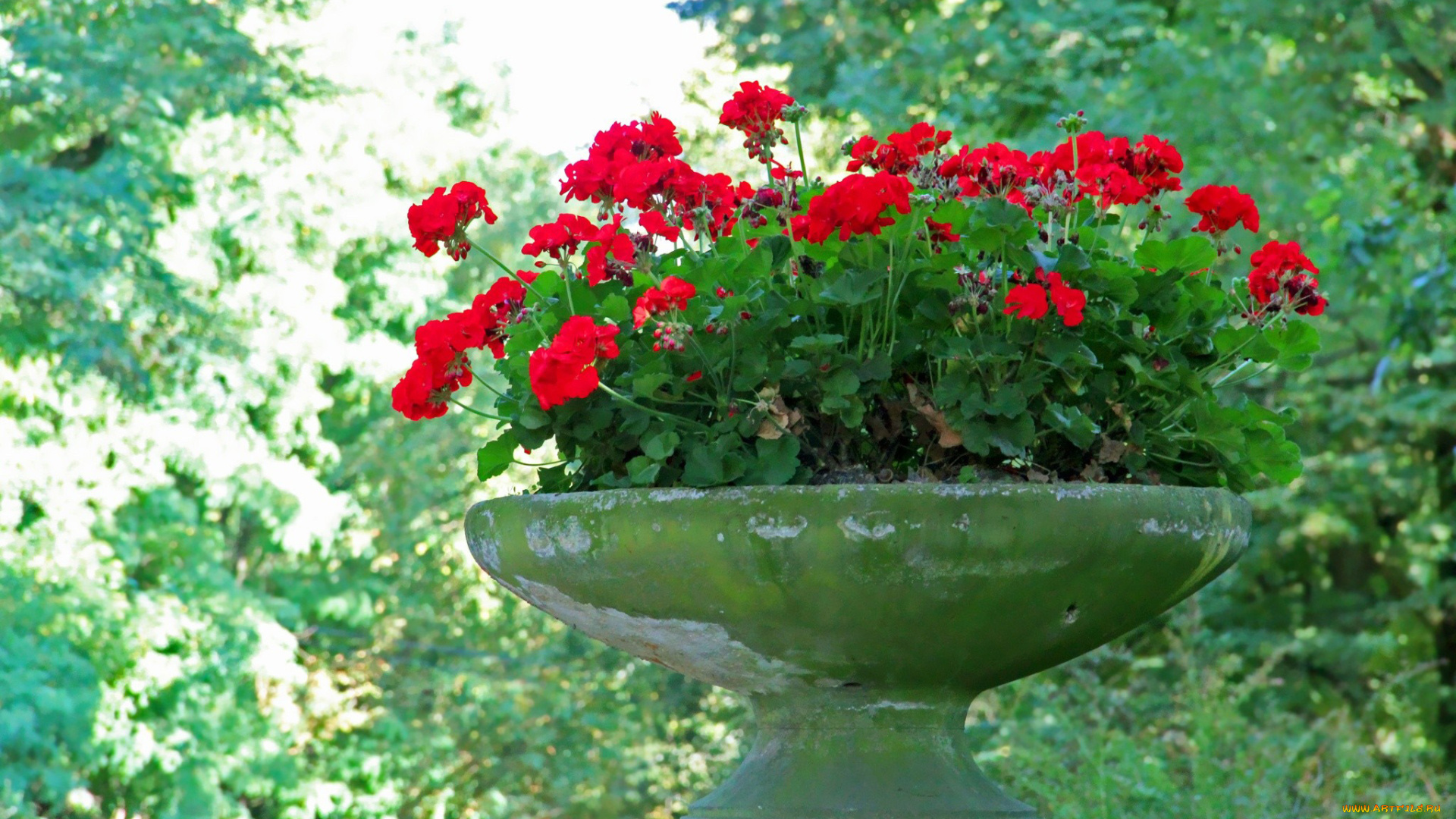 цветы, герань, красный, пеларгония, ваза