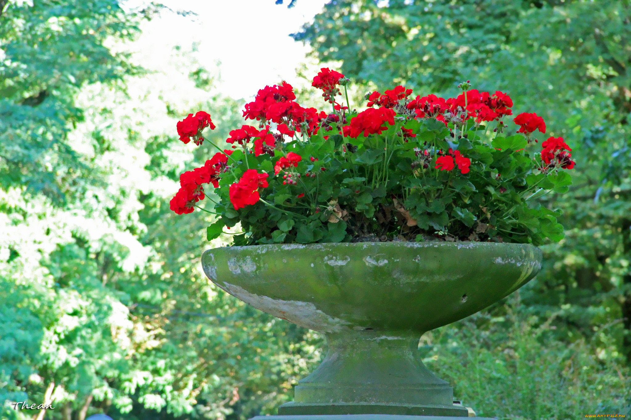 цветы, герань, красный, пеларгония, ваза