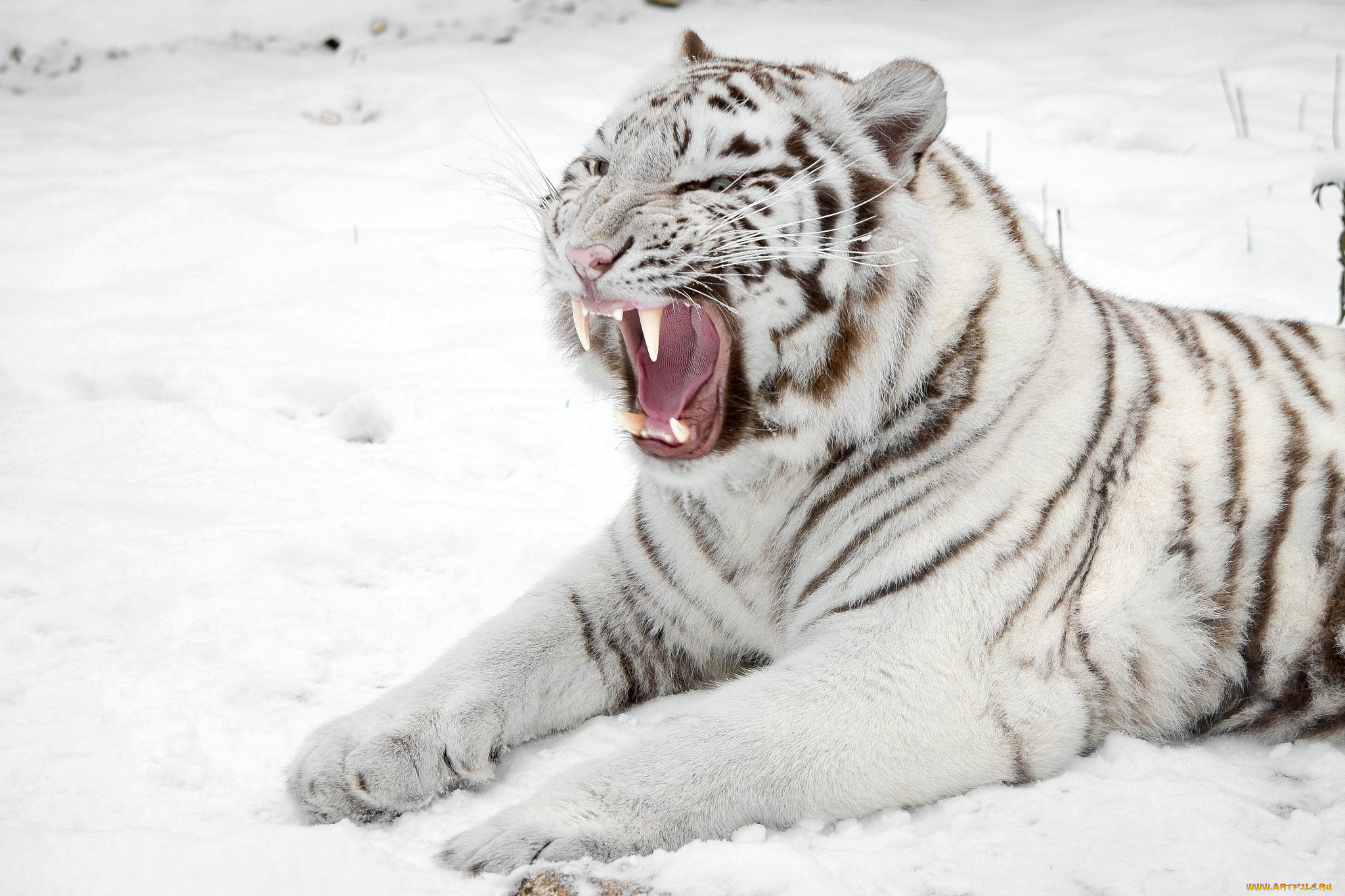 животные, тигры, белый, снег, рык
