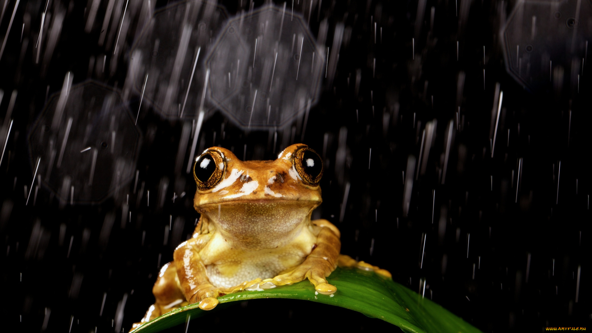 животные, лягушки, лягушка, дождь, капли, лист