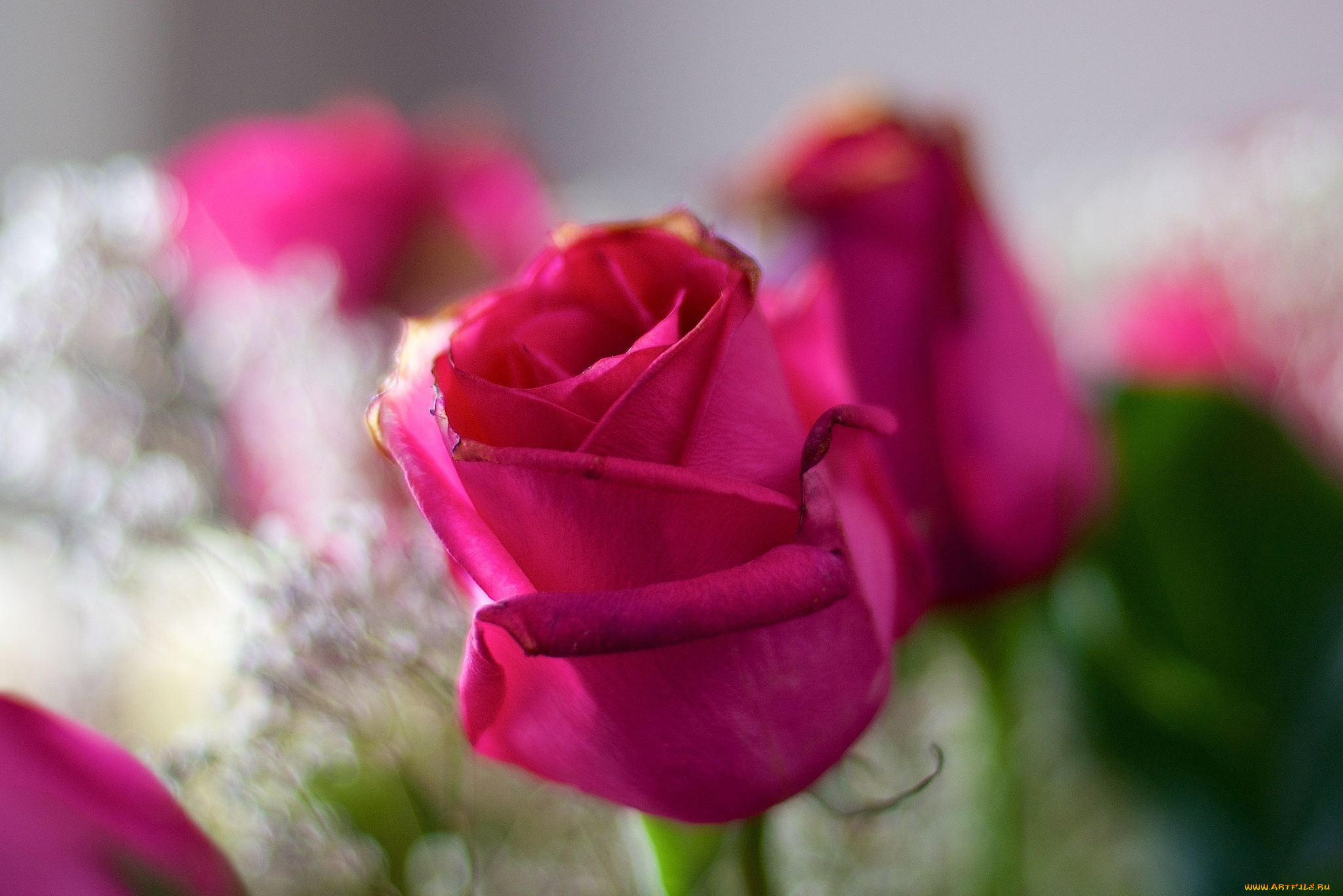 цветы, розы, лепестки, розовый, макро
