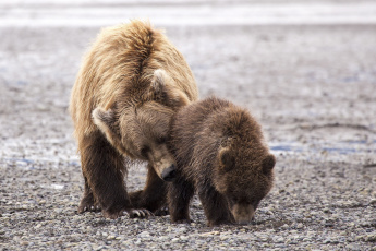 Картинка животные медведи мама медвежонок медведица материнство забота пара семья детеныш малыш