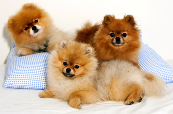 Картинка животные собаки шпиц щенки
