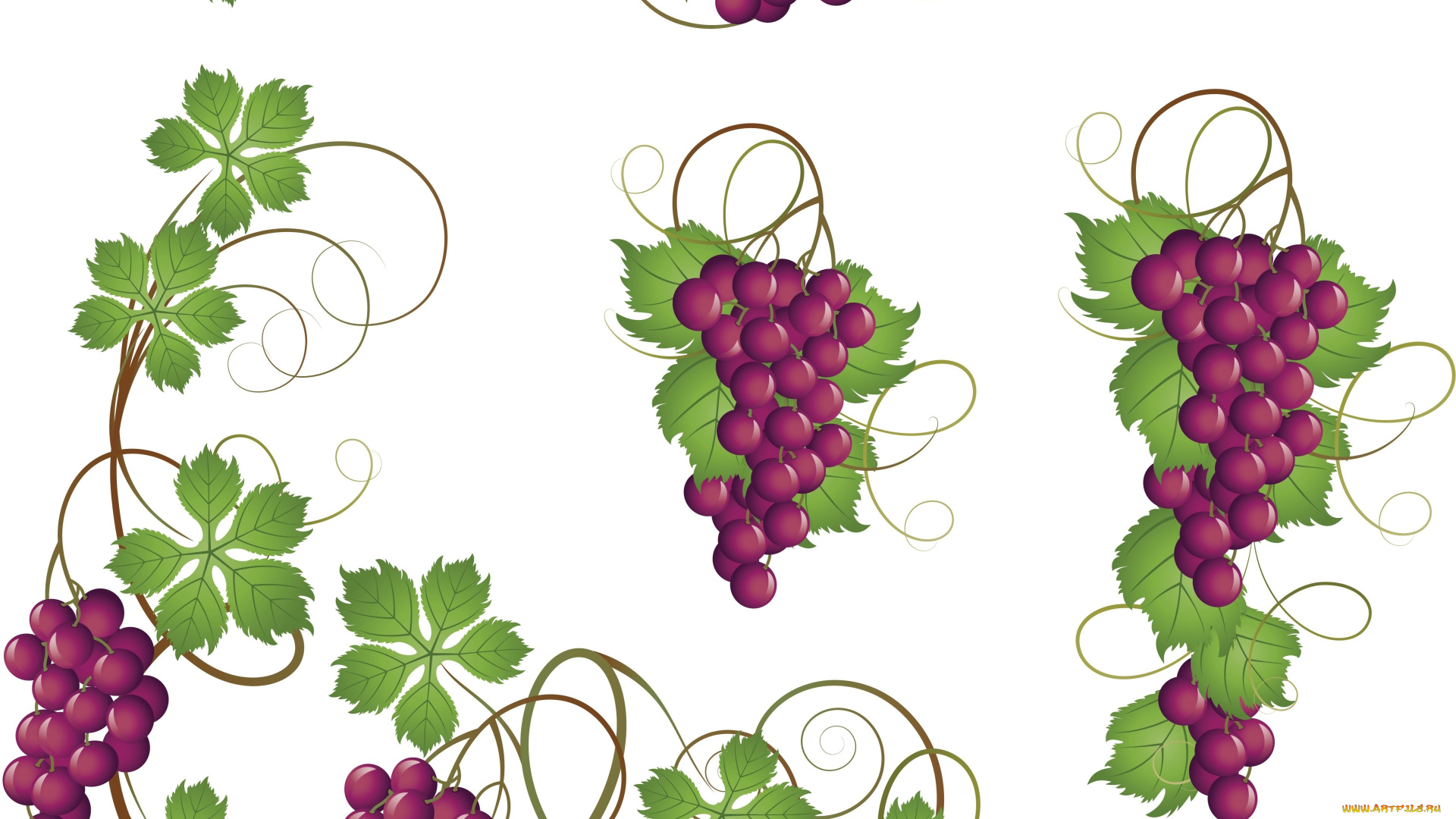векторная, графика, еда, листья, лоза, виноград