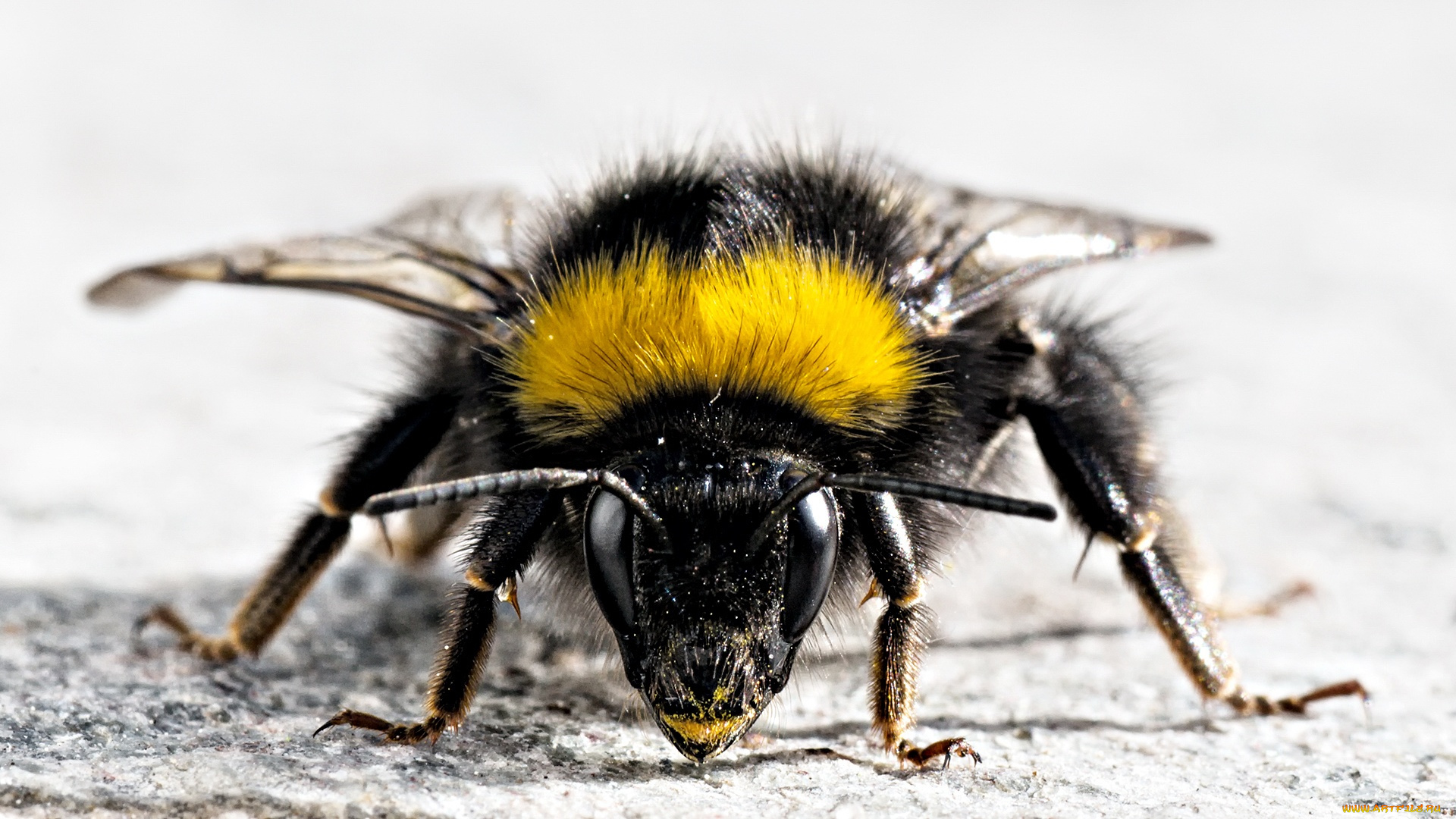 bumblebee, животные, пчелы, осы, шмели, грозный, вид