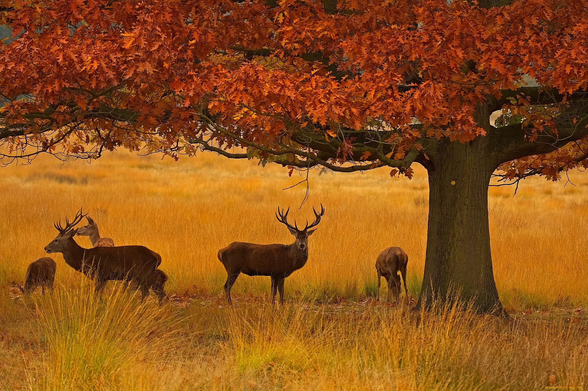 животные, олени, осень, дерево, трава