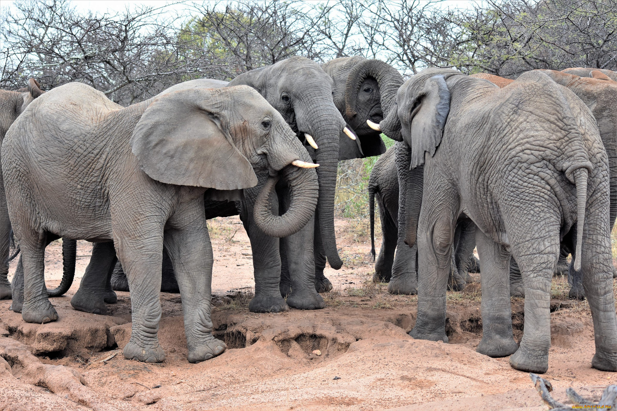 животные, слоны, африка, группа