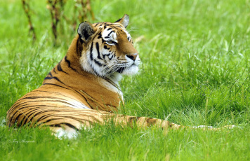 Картинка животные тигры трава лежит сибирский тигр