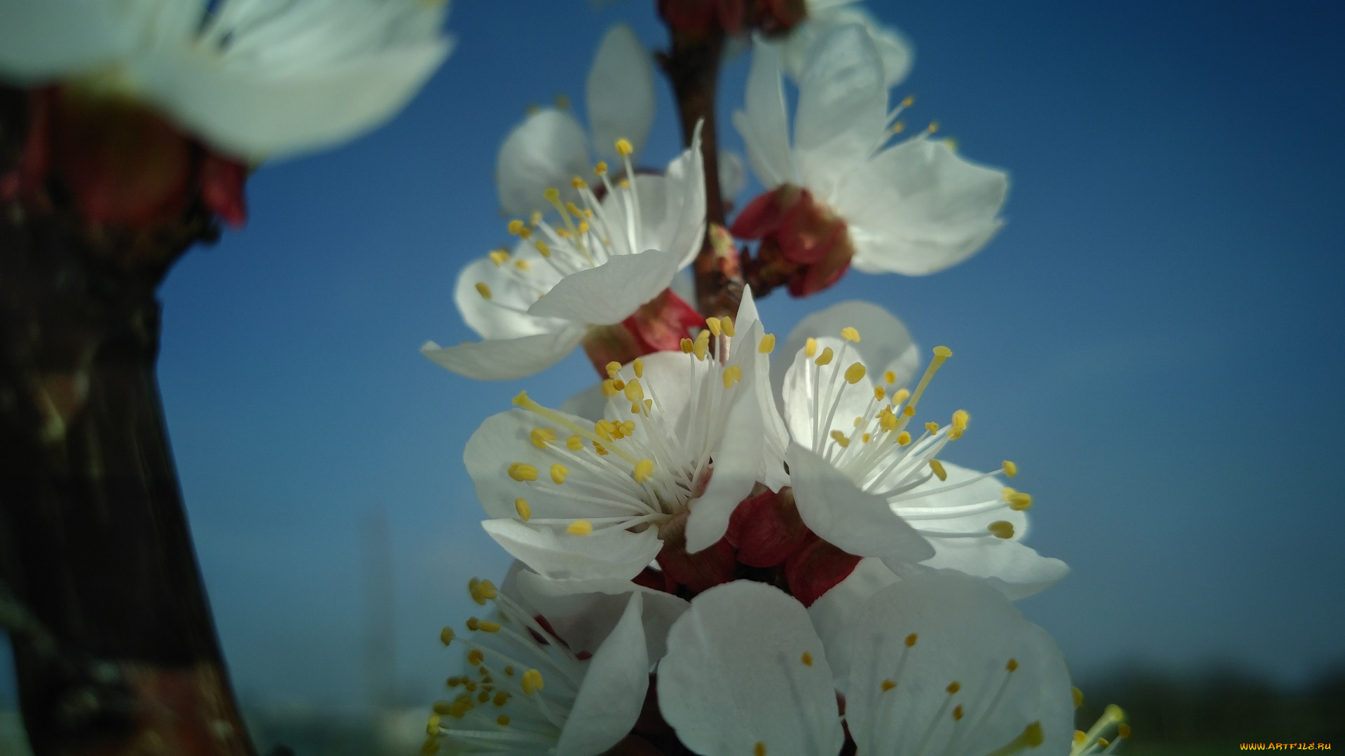 цветы, цветущие, деревья, , , кустарники, весна, 2018