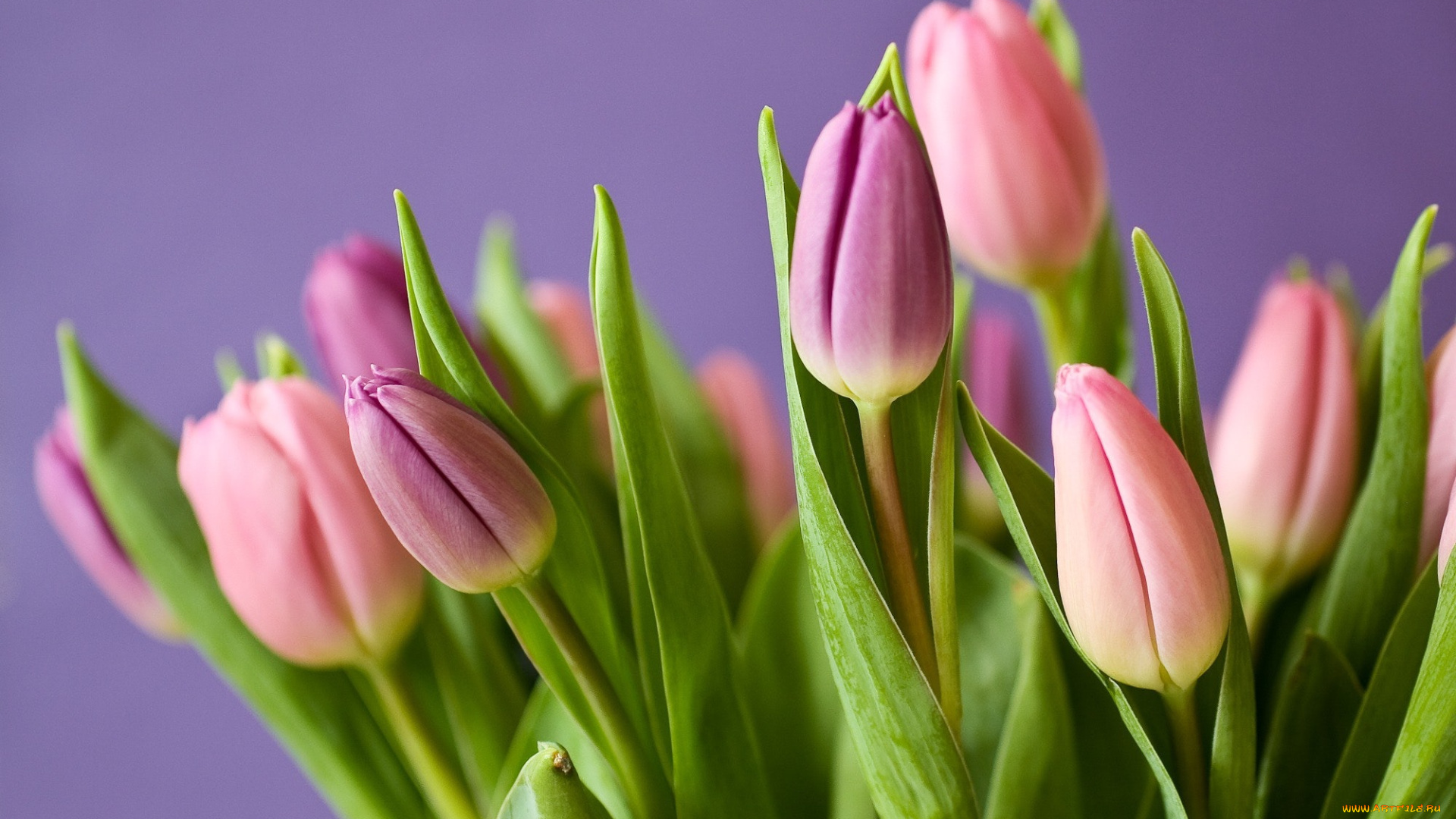 цветы, тюльпаны, flowers, букет, leaves, tulips, bloom, blossom, plant, flora, nature