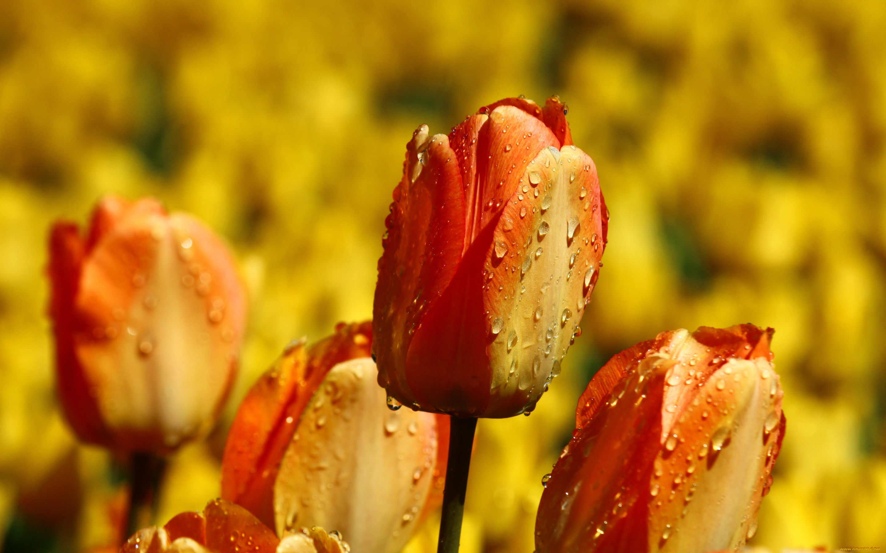 цветы, тюльпаны, бутоны, капли, много, желтые, оранжевые, фон, яркие, клумба, огненные, сад, поле