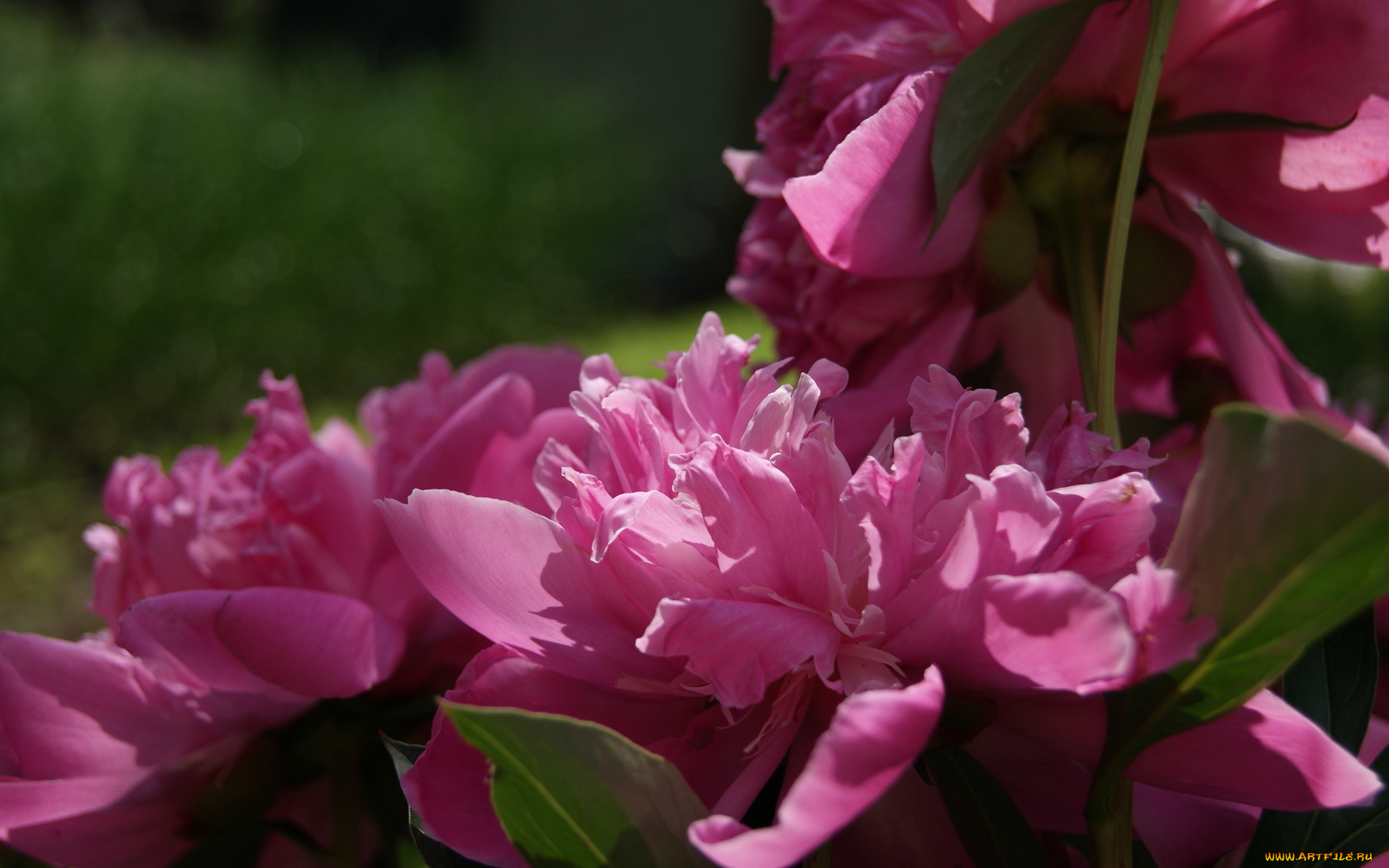 цветы, пионы, розовые, крупно