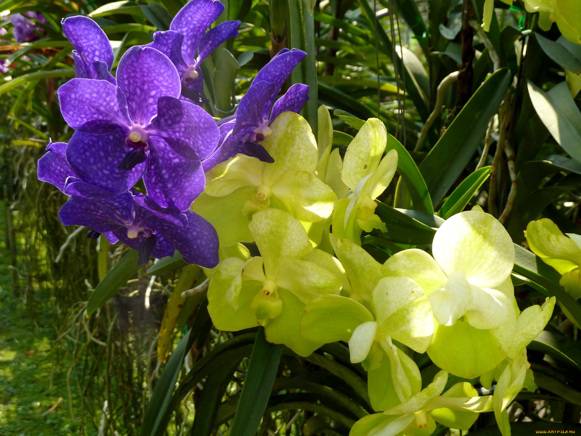 цветы, орхидеи, оранжерея