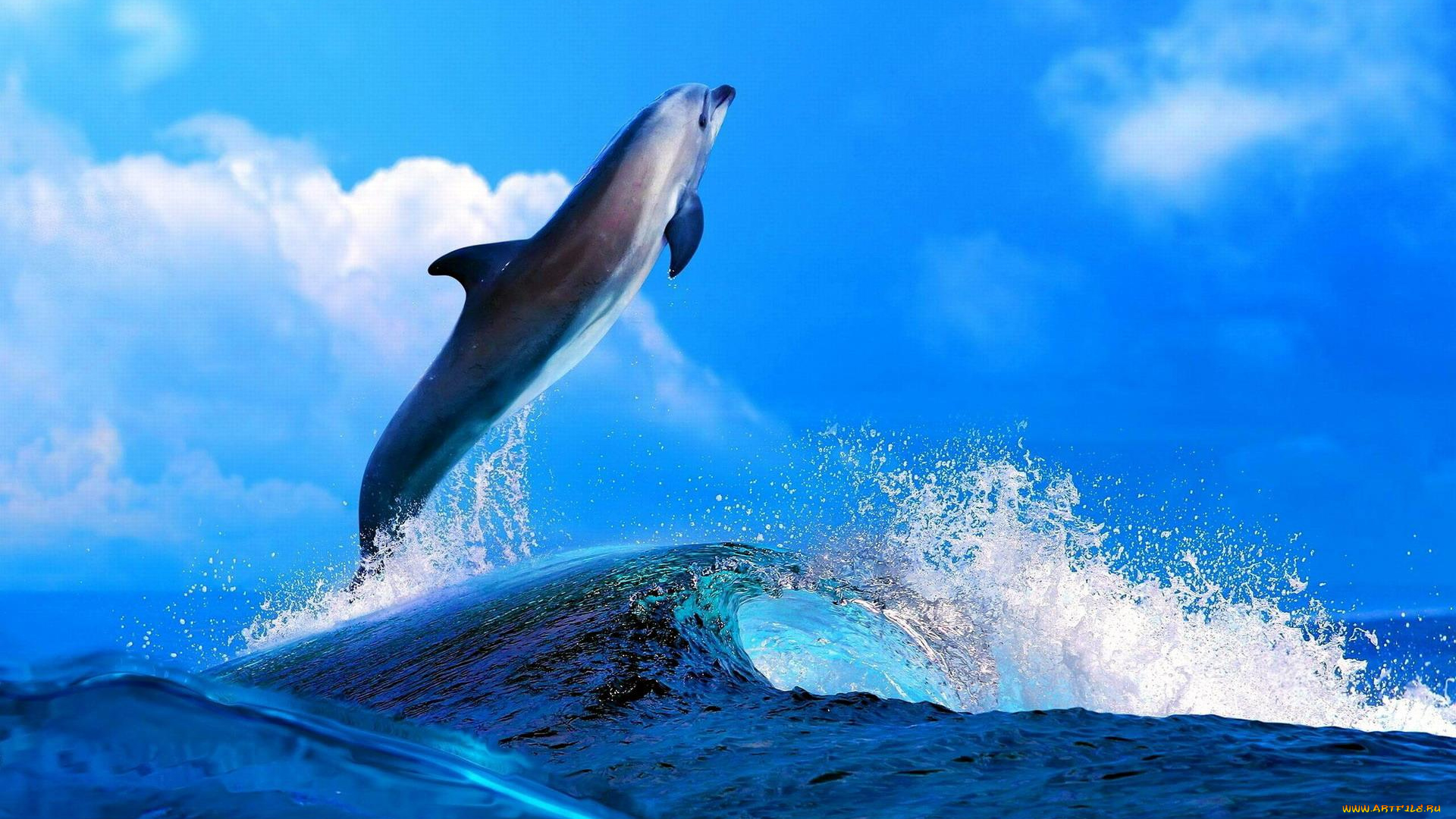 животные, дельфины, дельфин, прыжок, волны, море