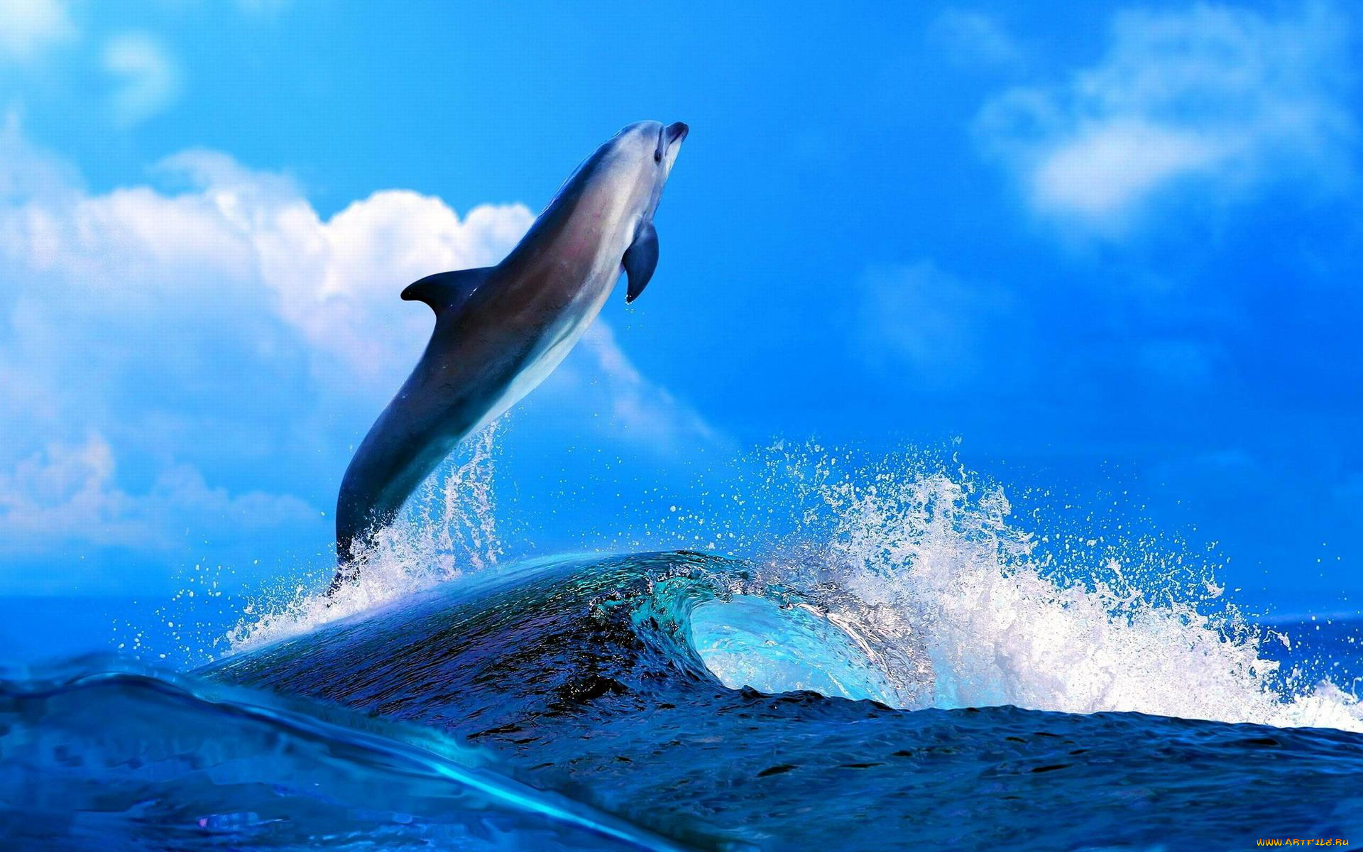 животные, дельфины, дельфин, прыжок, волны, море