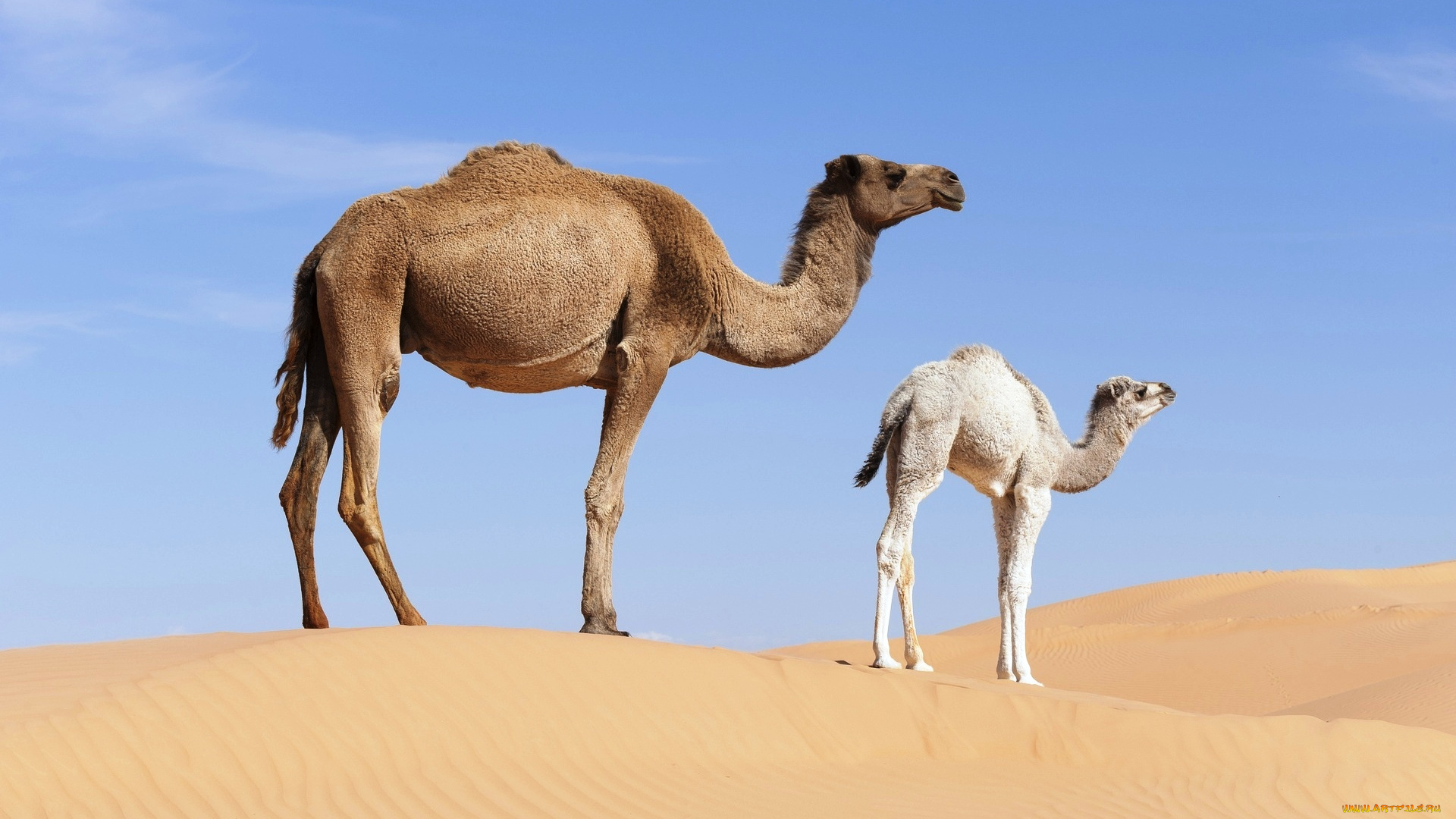 животные, верблюды, верблюжонок, верблюдица, одногорбые, песок, пустыня