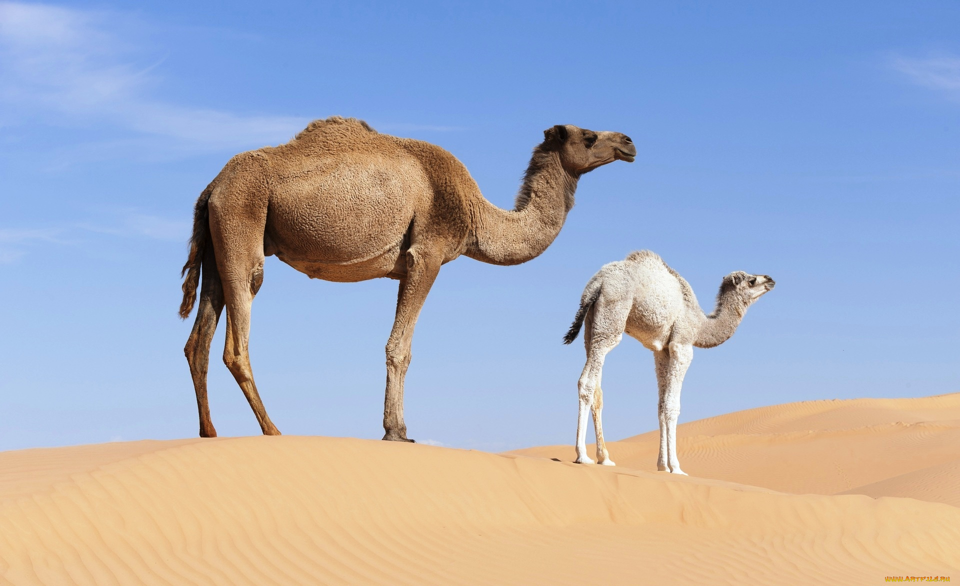 животные, верблюды, верблюжонок, верблюдица, одногорбые, песок, пустыня