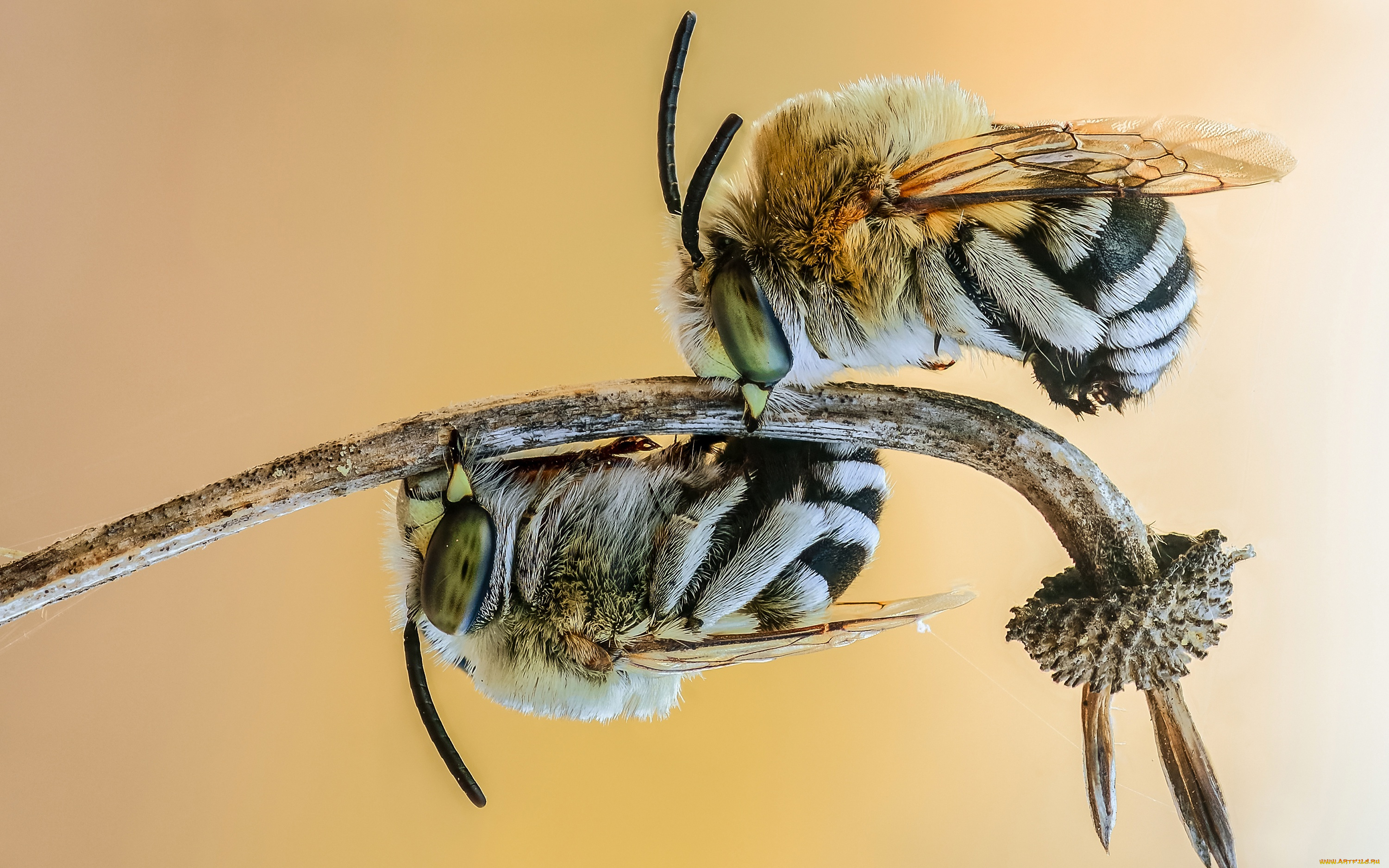 животные, пчелы, , осы, , шмели, фон, жало, крылья, плела