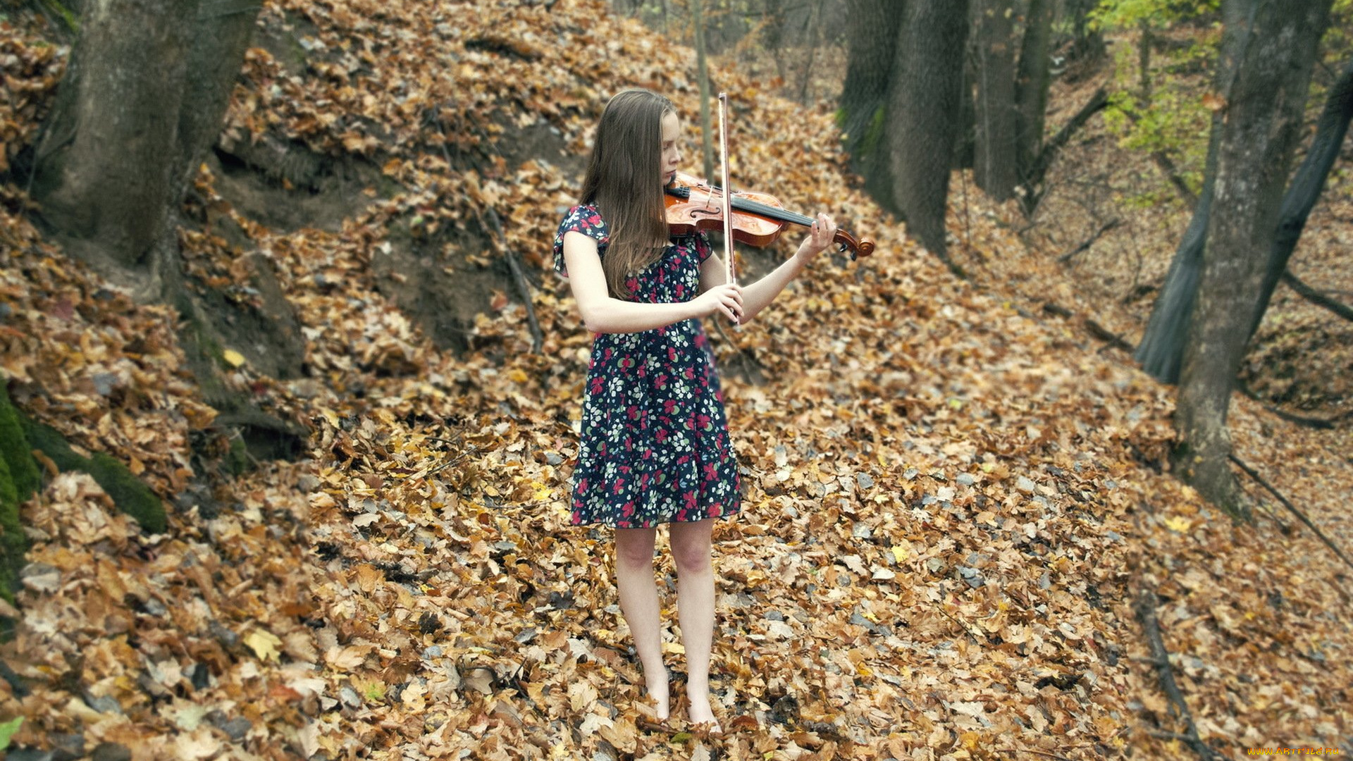 музыка, -другое, природа, листва, скрипка, девушка