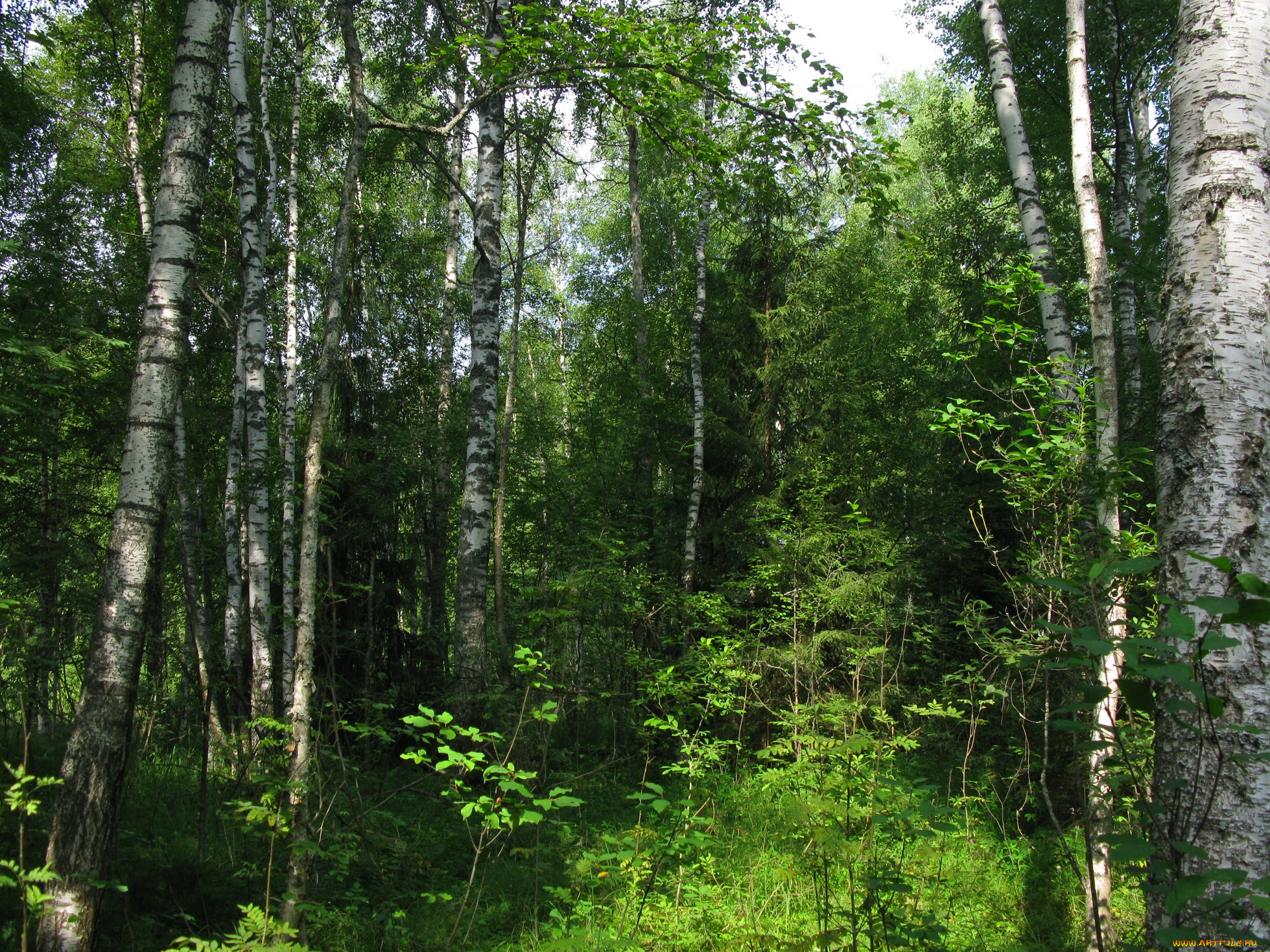русский, лес, природа, россия, лето, деревья