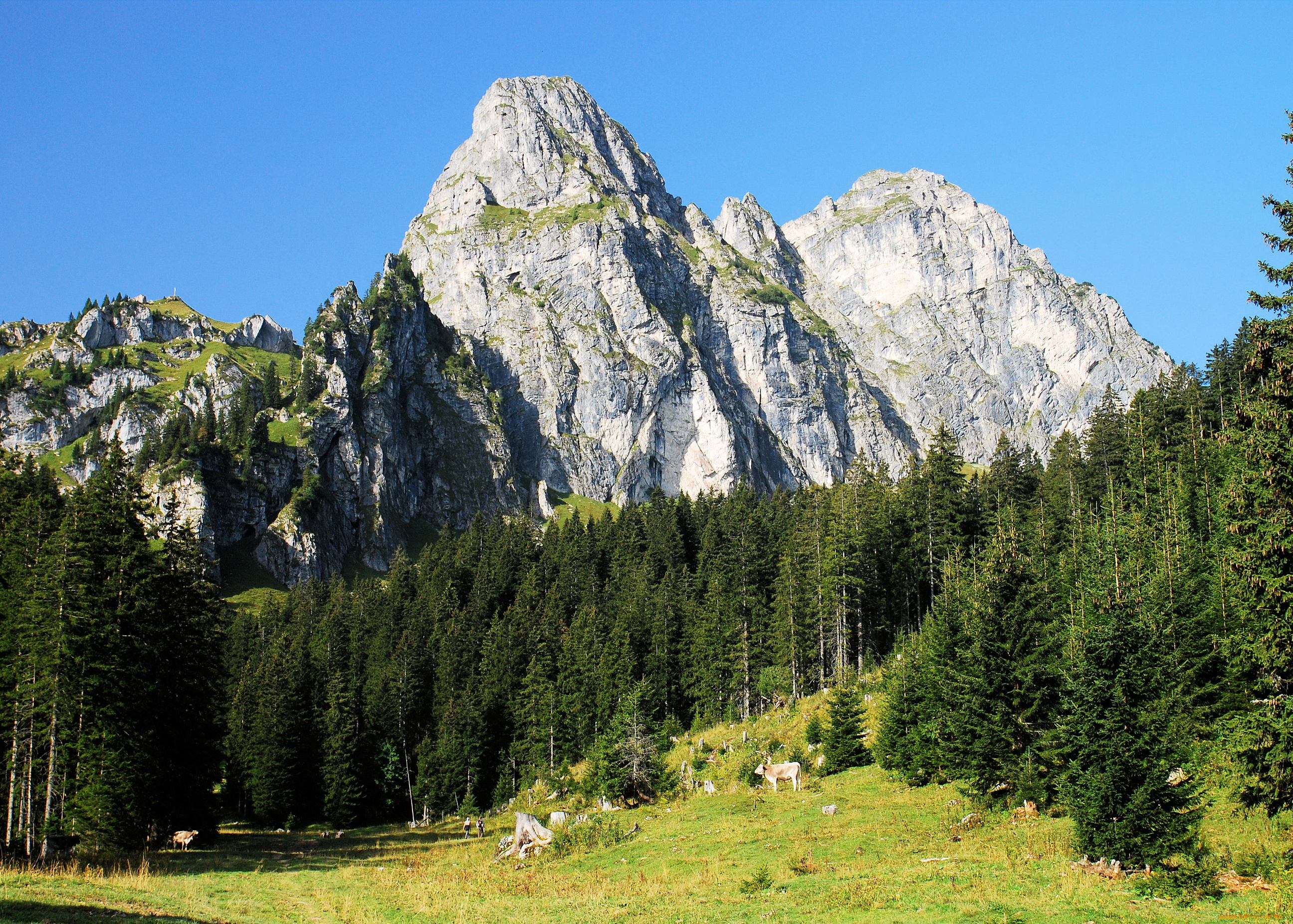 австрия, альпы, природа, горы, лес