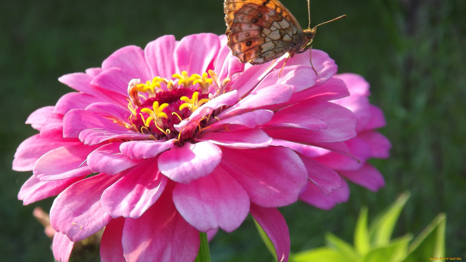 животные, бабочки, , мотыльки, , моли, цветы, август, бабочка