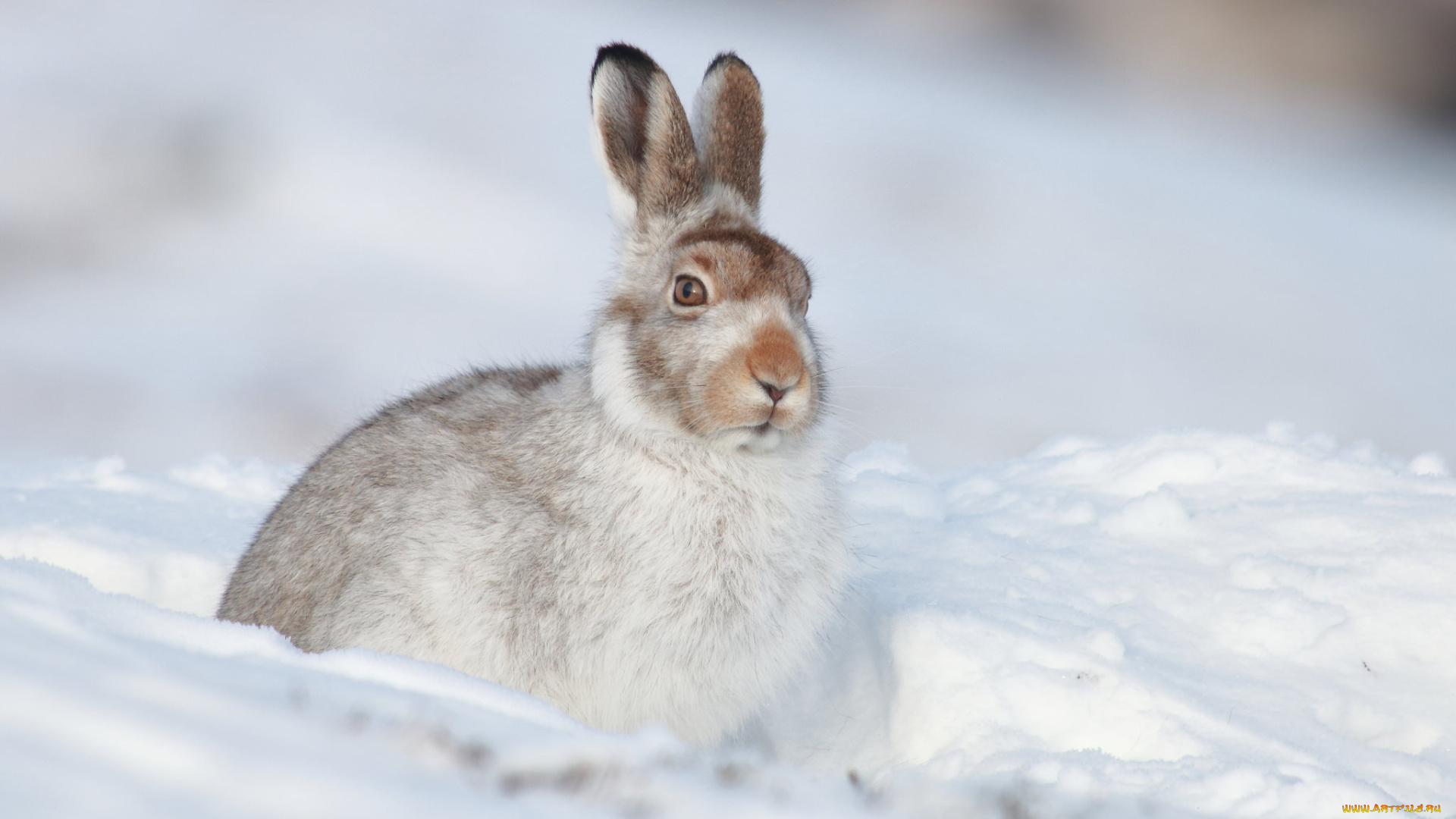 животные, кролики, , зайцы, белый, заяц, природа, зима, снег