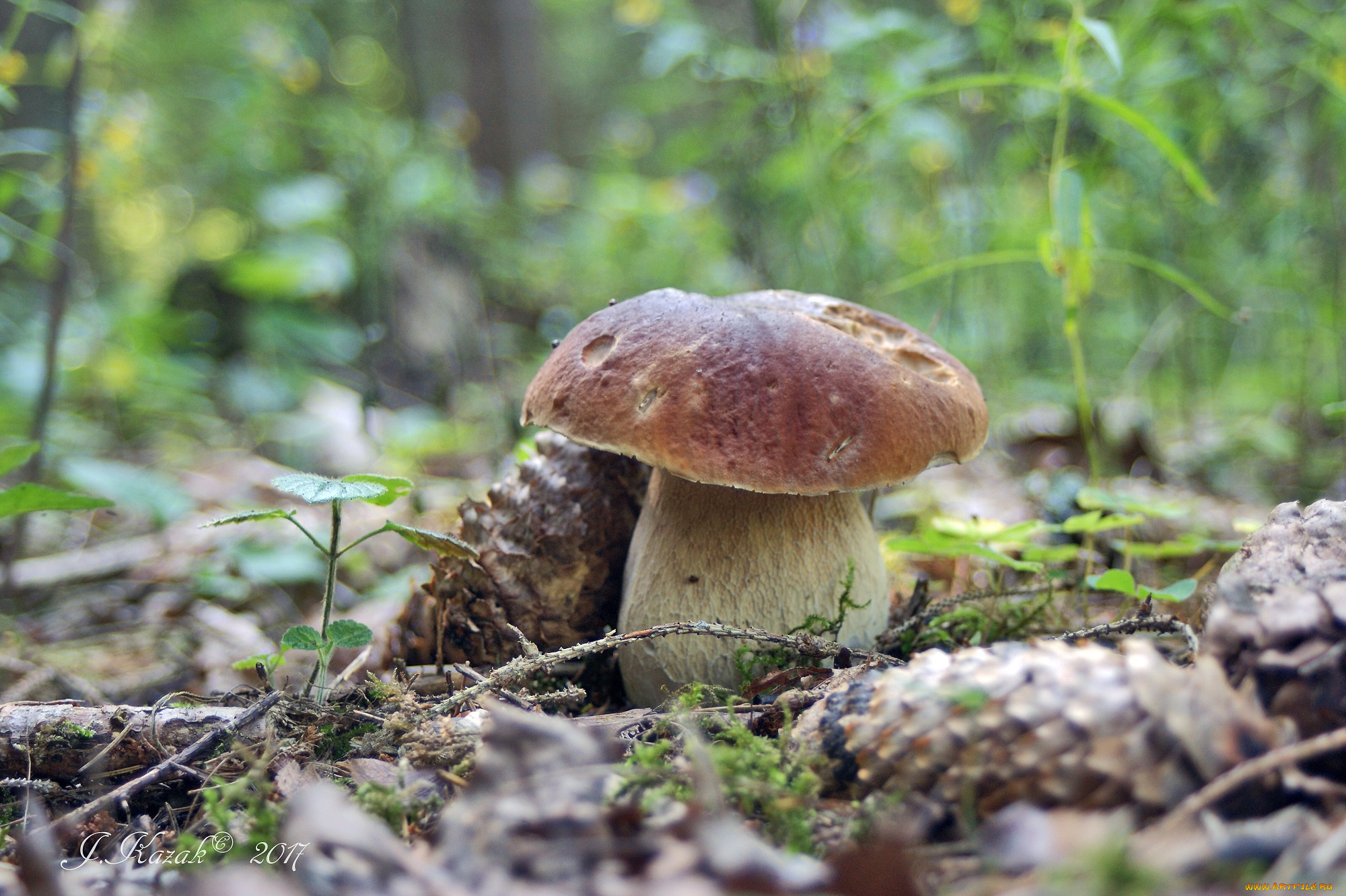 природа, грибы, лето, боровик