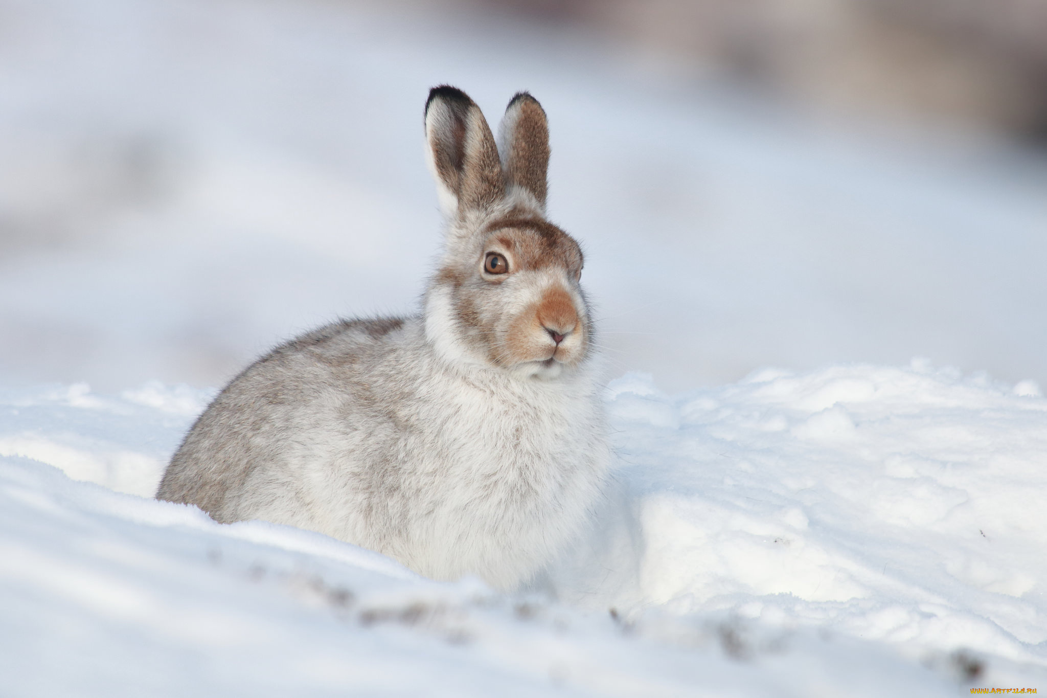животные, кролики, , зайцы, белый, заяц, природа, зима, снег